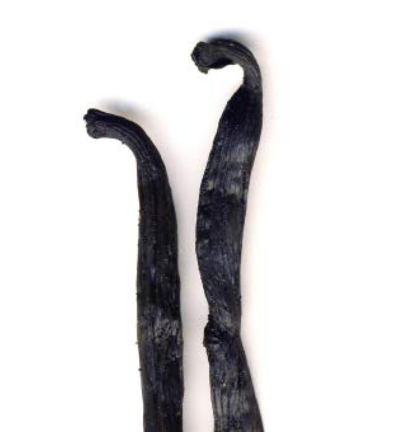Vanilla Bourbon ORGANIC pods 10g from Dragonspice Naturwaren pods 10g