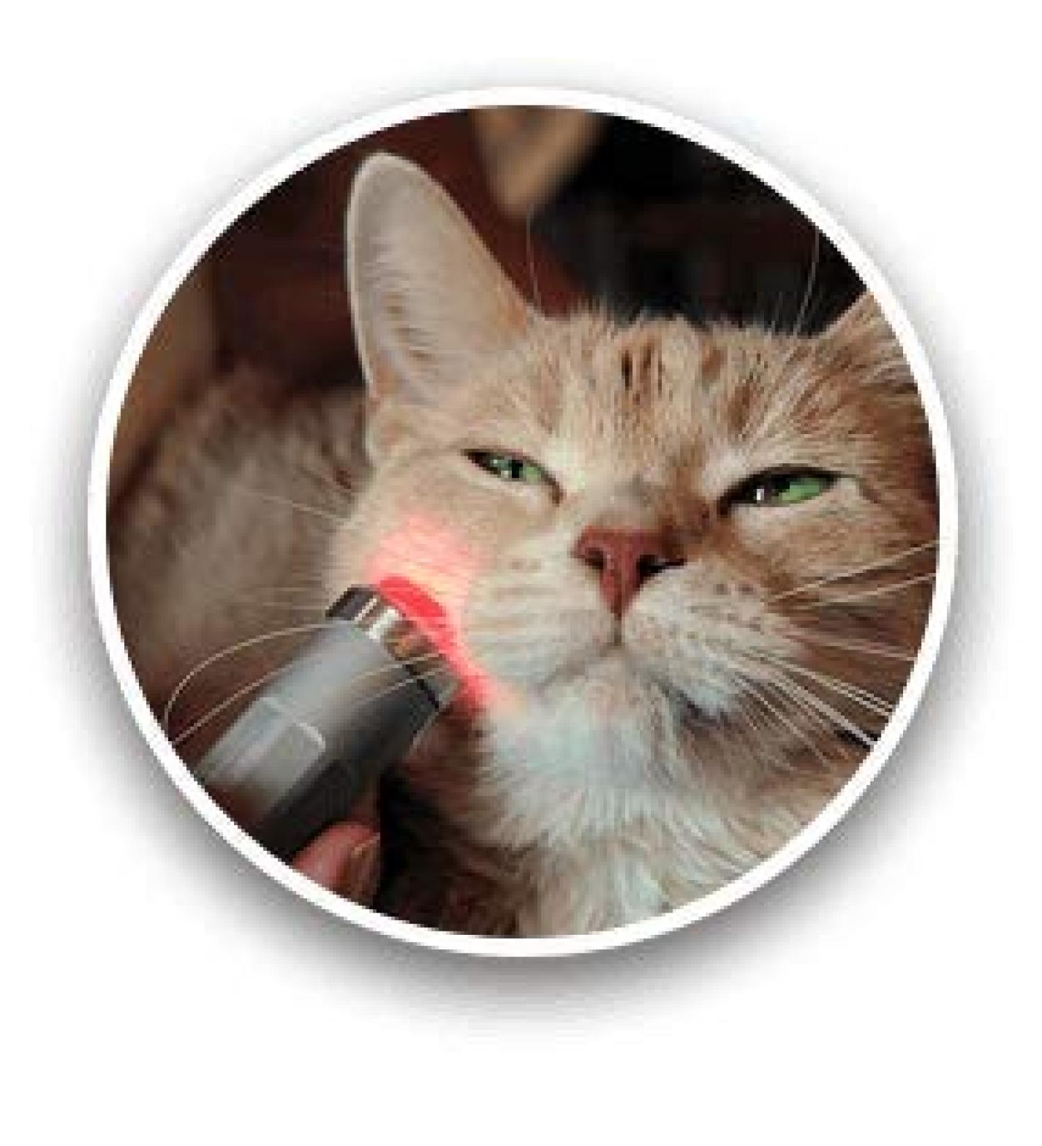playhair Red Led Light Therapy Device -Cat Dog Horse. Pain Relief Hip Joint Mobility.and Inflammation Relief Advanced Pain Relief - Buy Online on SooperMarket.com