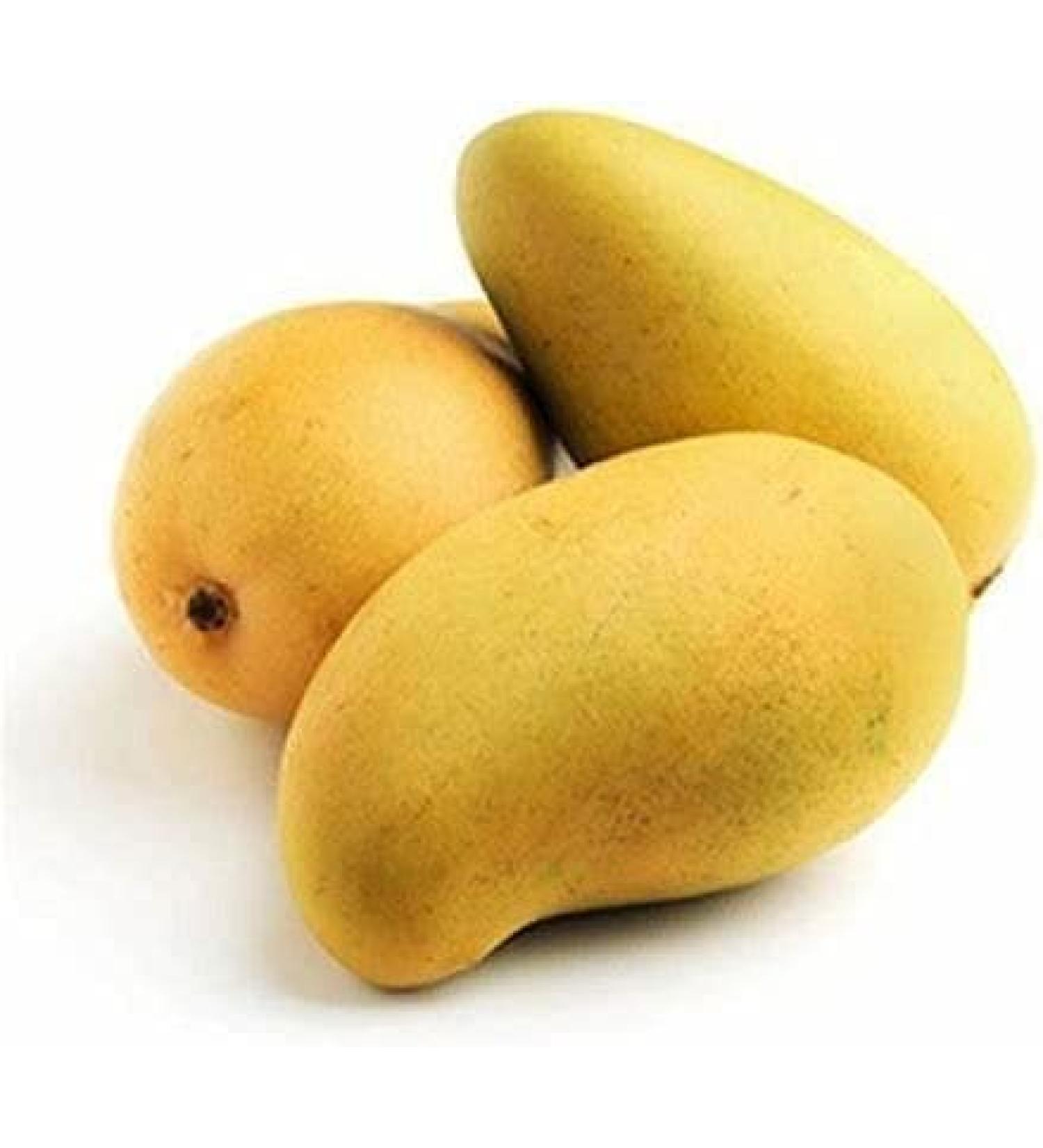 veenas Kesar Mango | 12 Units (App 4KG) |Juicy Mangoes |Fresh Mango Fruit | Natural Fruit | Summar Fruit | Indian Origin - Buy Online on SooperMarket.com