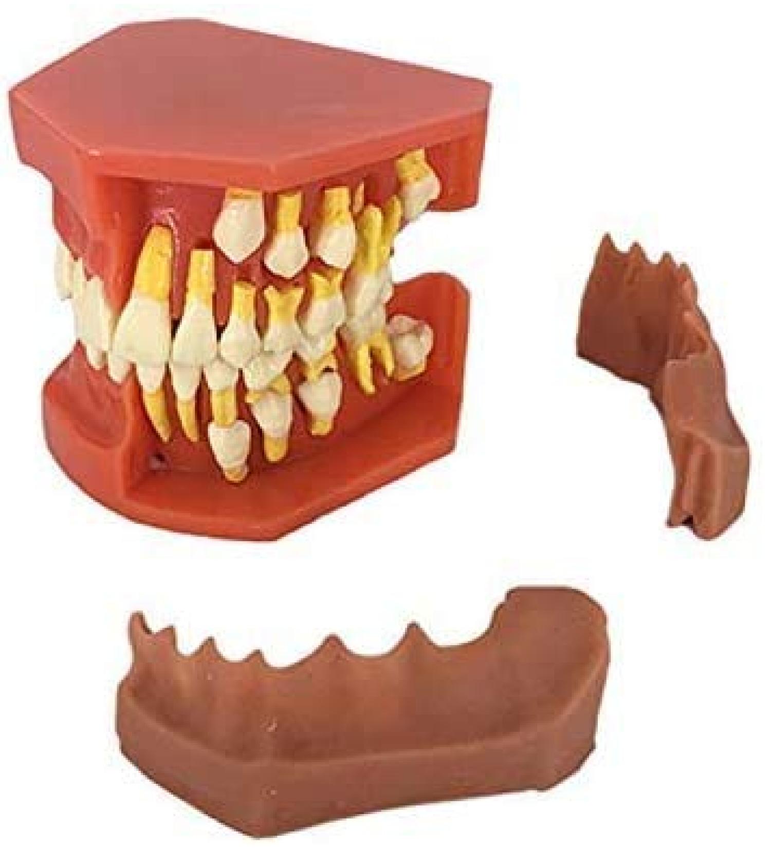 LBYLYH Standard Dental Model - Educational Teeth Model for Children & Adults | Perfect for Studios & Study Tools - Buy Online on SooperMarket.com