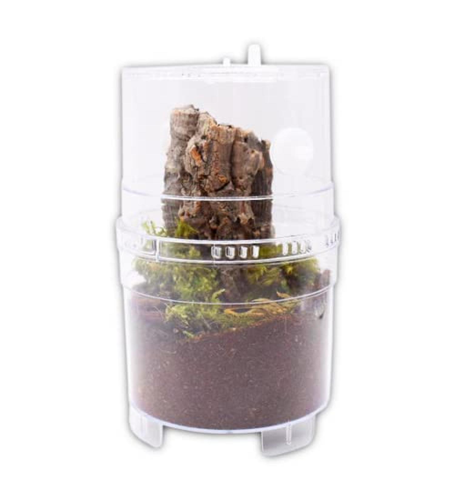 The Spider Shop Arboreal Keeper XL - Purpose Built Housing for Arboreal Tarantuala and othe Invertebrates