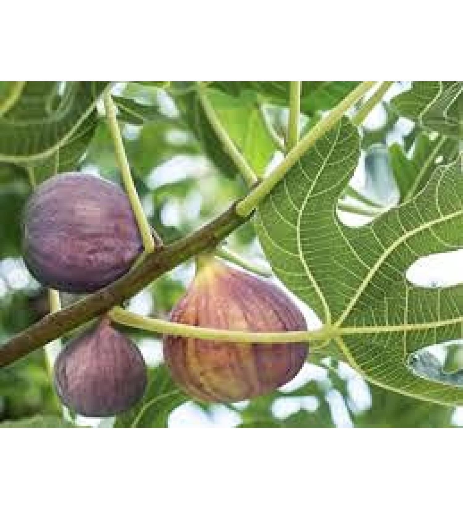 Semi di Albero Sweet Honey FIG