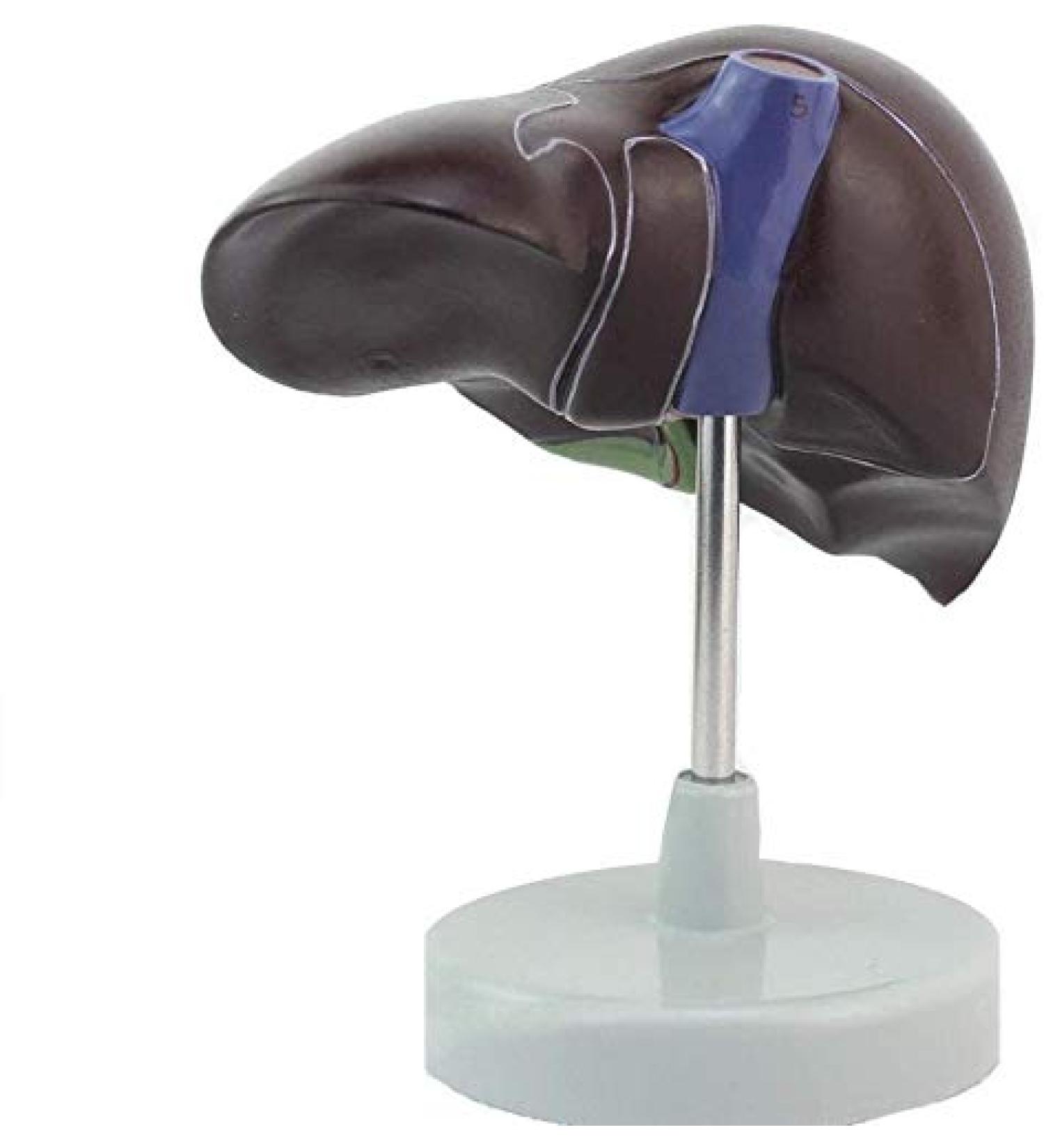 1: 1 Anatomical Human Liver Liver Lobe Gallbladder Model Medical School - Buy Online on SooperMarket.com