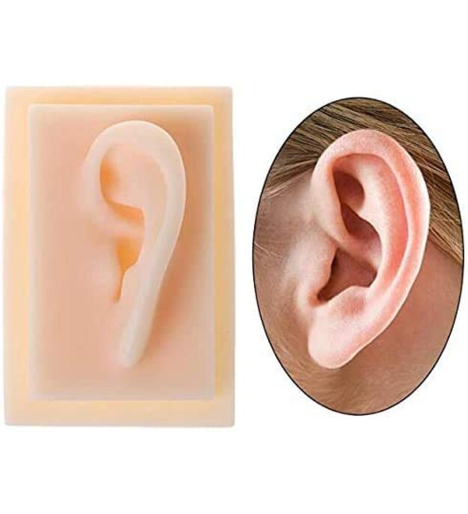Model of Ear A Model of Silicon Ears Couple Human Model The of The Medical Research Pelle9 7 X 6.3 Centimeters / 3.82 X 2.48Inch - Buy Online on SooperMarket.com