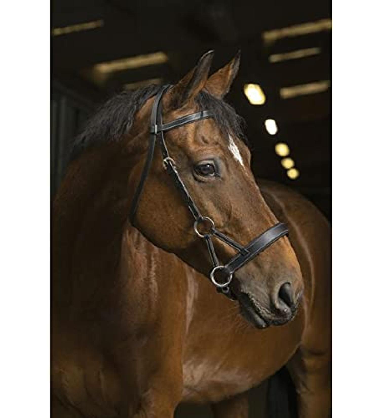 NORTON PRO Comfort Sidepull Warmblood Havana Horse yellow-brown