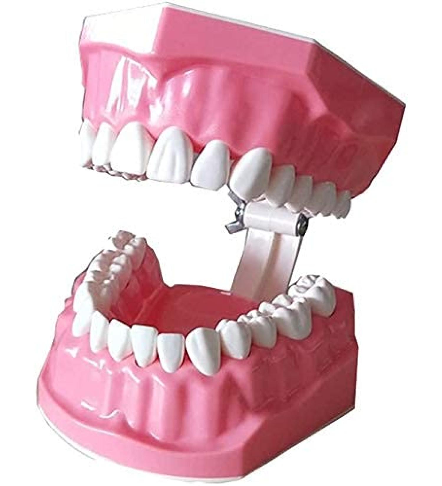 LBYLYH Dental Implant Teeth - Oral Care Brush Model & Educational Dental Template for Early Childhood Learning - Buy Online on SooperMarket.com