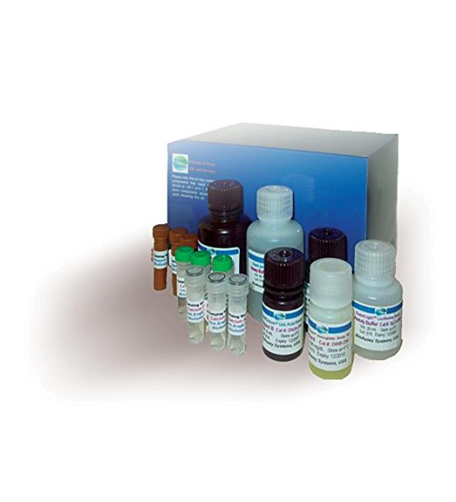 Creatine Assay Kit (ECRT-100)