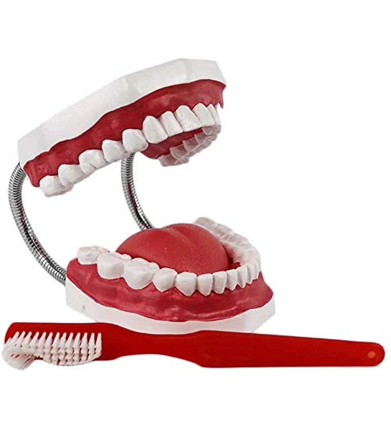 LBYLYH 6X Teeth Model for Dental Care - Dental Study & Laboratory Model with Toothbrush Included | International Shipping Available - Buy Online on SooperMarket.com