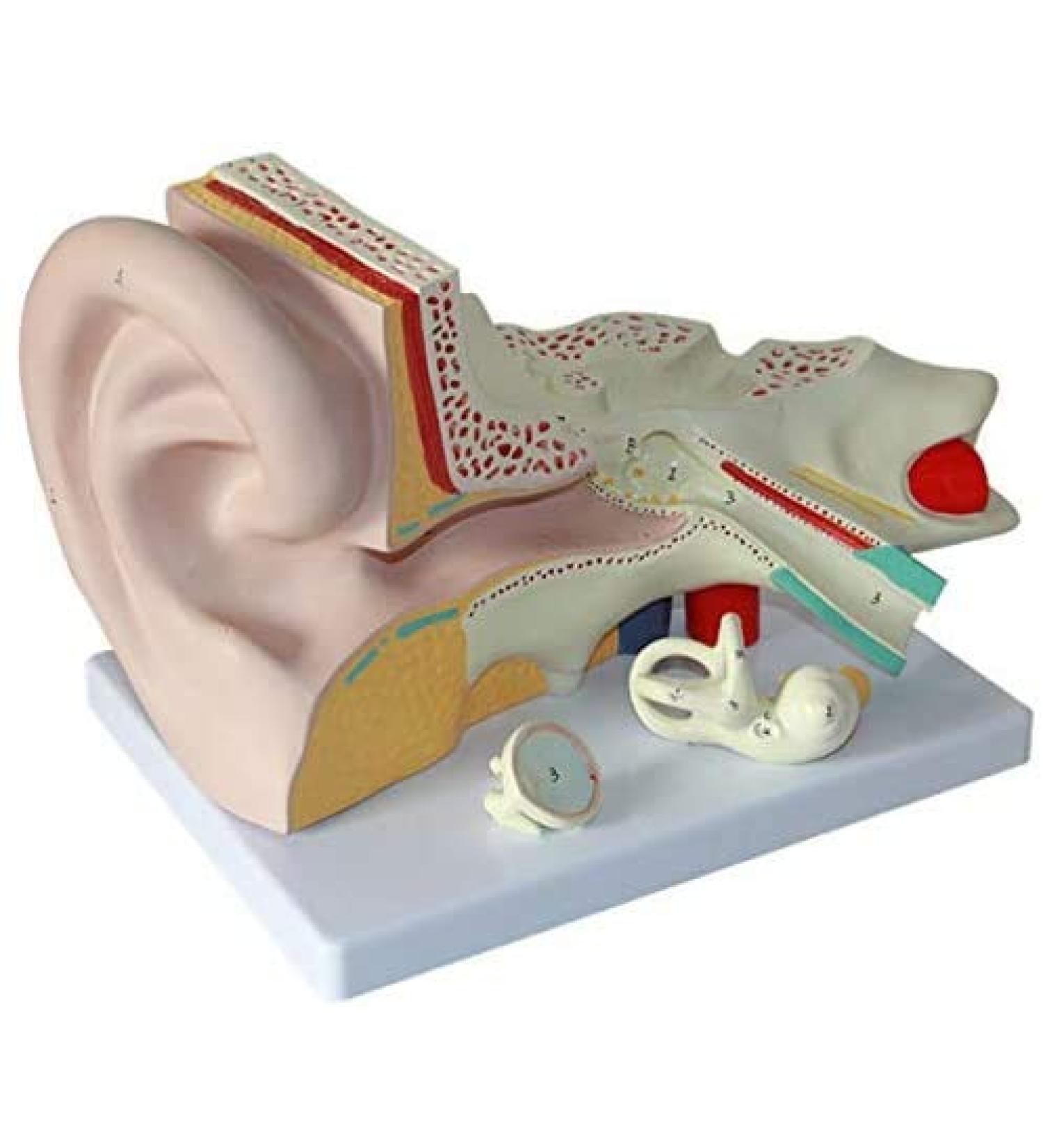 Human Ear Anatomy Model Detachable 3 Pieces 4 Times Life Size Medical Training Support - Buy Online on SooperMarket.com