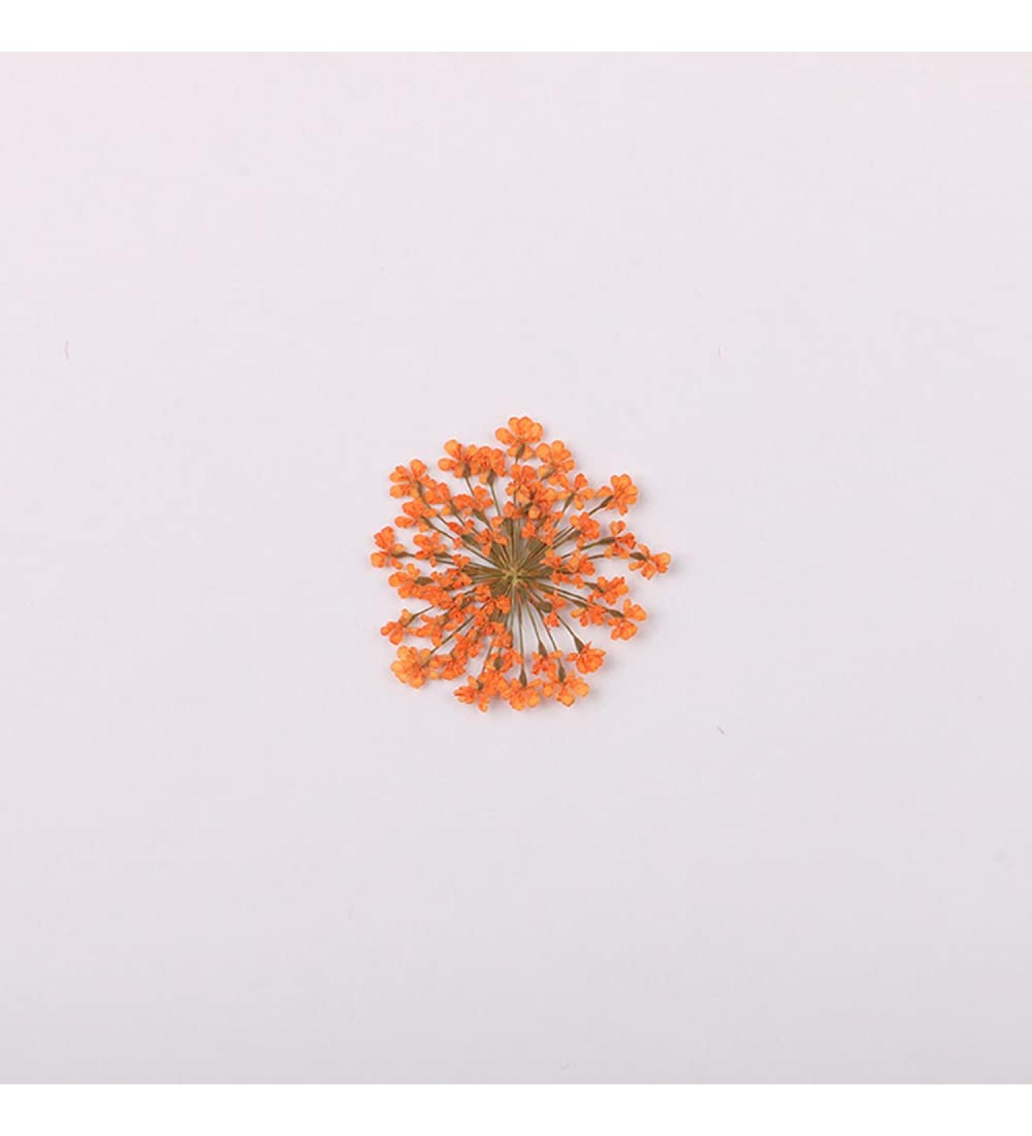 100pcs Ammi Majus Natural Pressed Dried Flowers for Resin, Soap & Candle Making (Orange) - Buy Online on SooperMarket.com