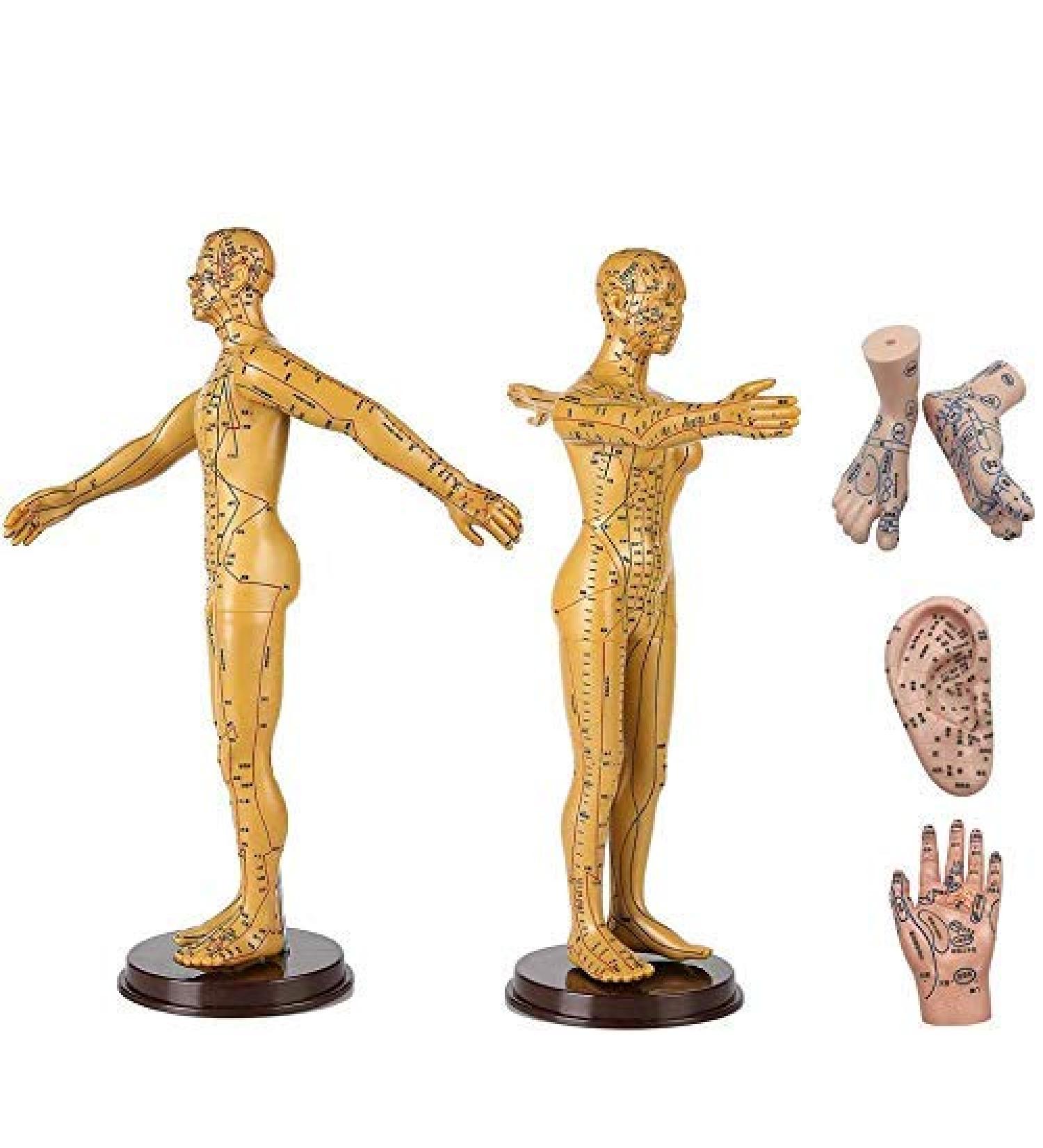 Human Acupuncture Template - Traditional Chinese Medicine Meridian and Acupoint Teaching Model - Man and Woman Acupuncture with Points - Buy Online on SooperMarket.com
