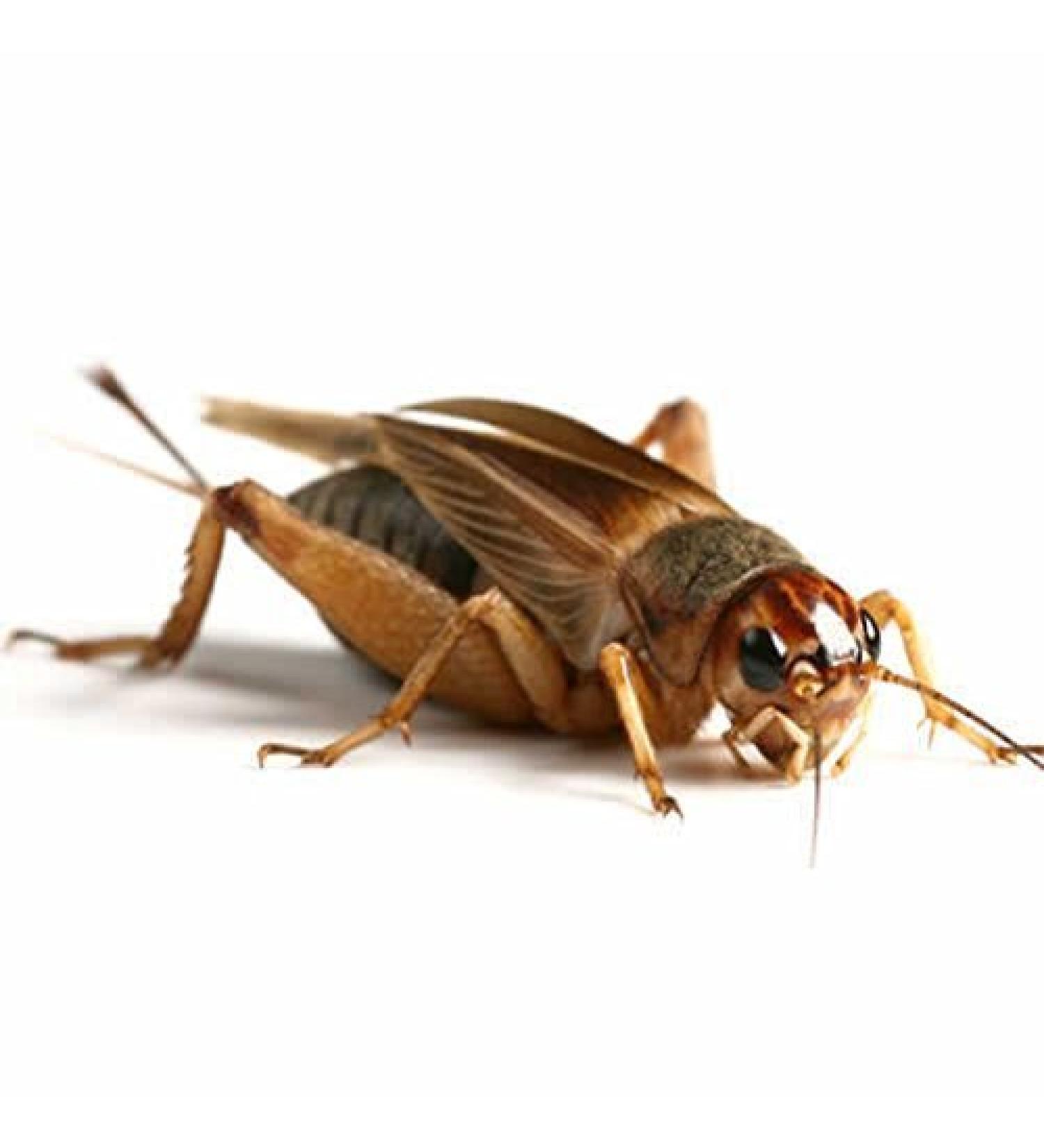 Reptile Centre Silent Crickets pre-pack Large