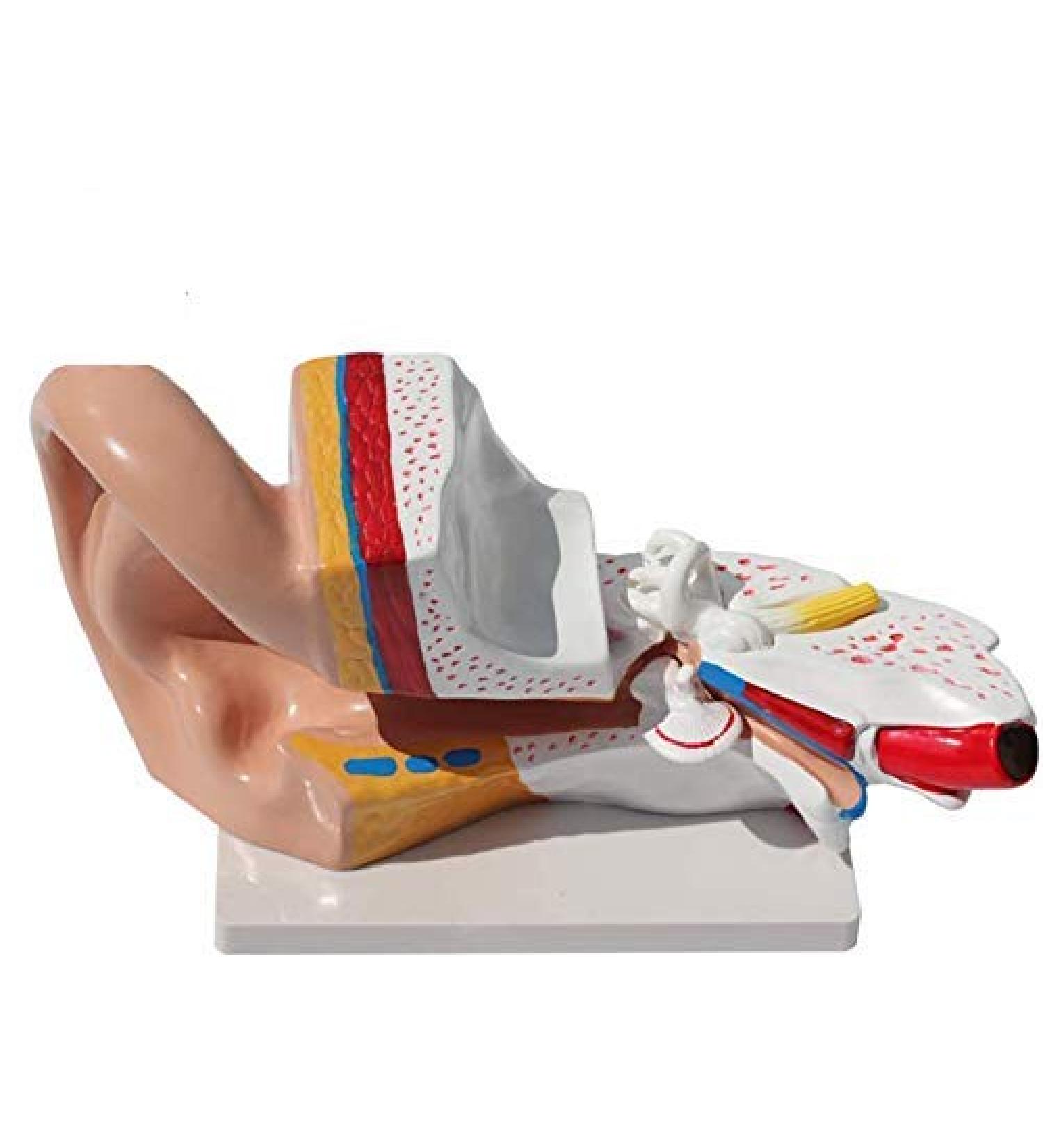 Human Organ Anatomical Model of The Ear Medical Teaching Model Ear Anatomy Medicine Ear Model Detail Display Outside Medium Inner Ear 3 Times Enlarged - Buy Online on SooperMarket.com