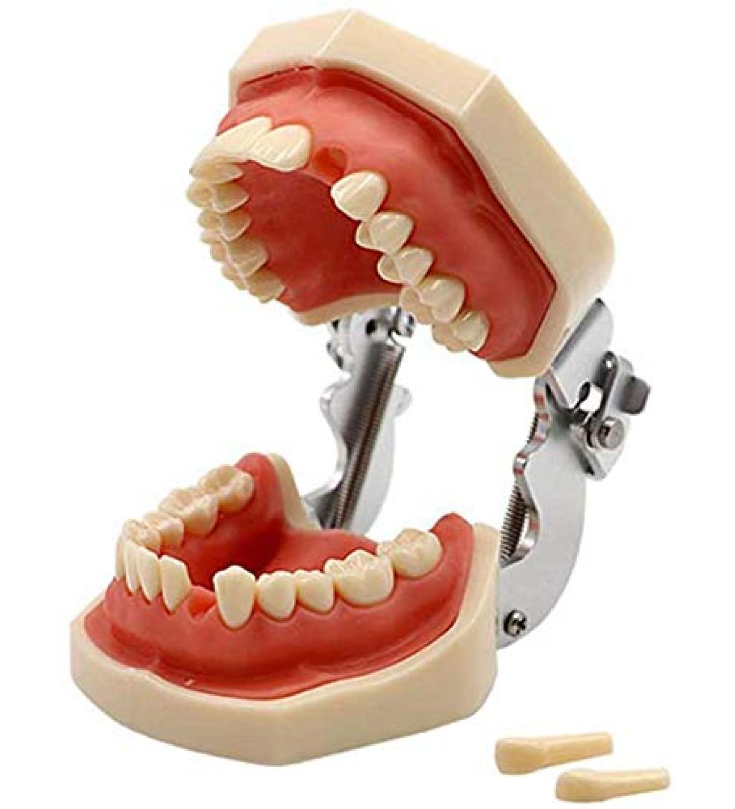 LBYLYH Dental Typodont Model - Standard with 28 Teeth & Gums for Teaching & Practice | Ideal for Dental Students - Buy Online on SooperMarket.com