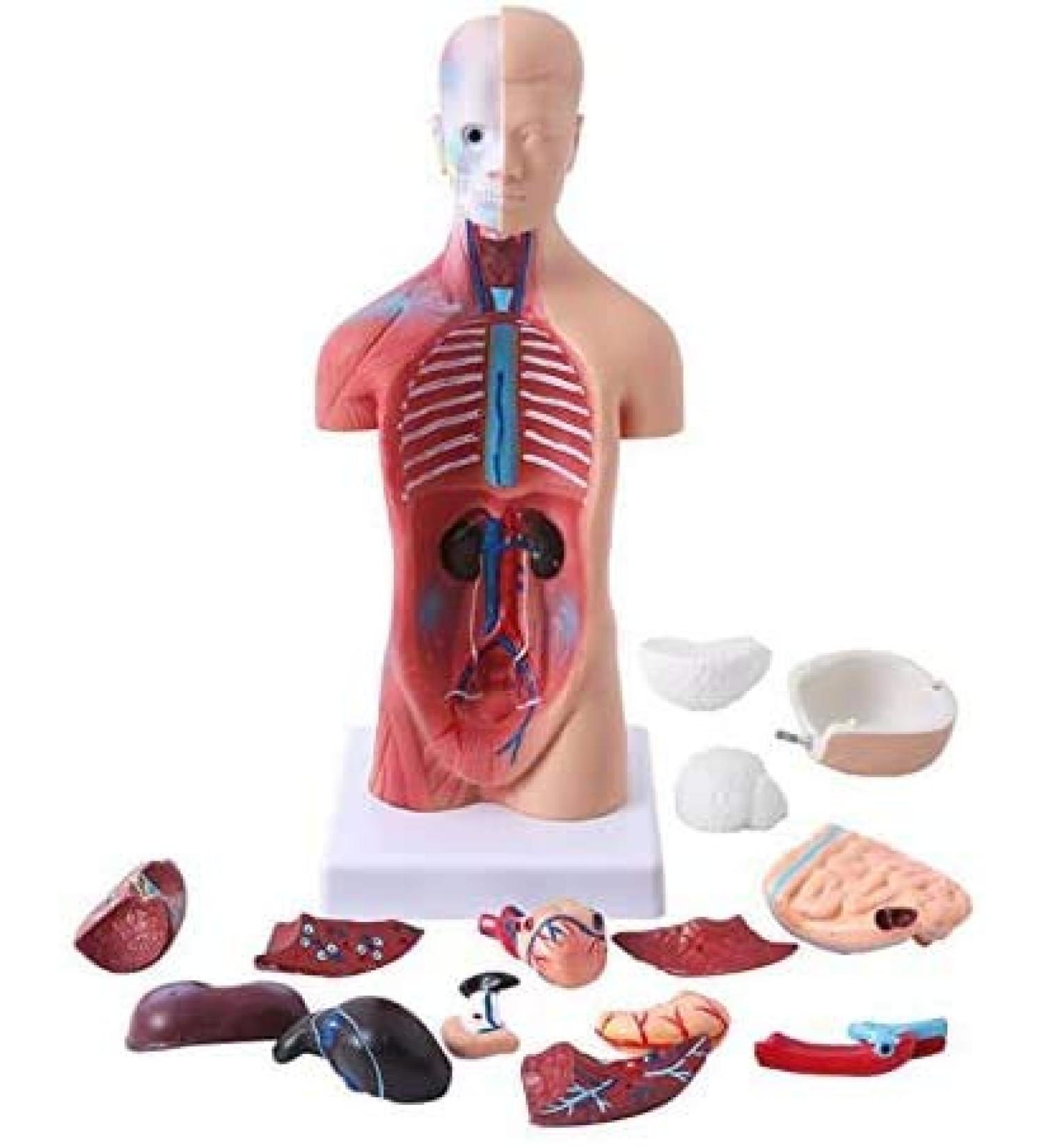 Human Body Torso Model - Half Body Torso Model 28 cm with Organs - Detachable Medical Education Model 19 Pieces -for Training aid Medical - Buy Online on SooperMarket.com