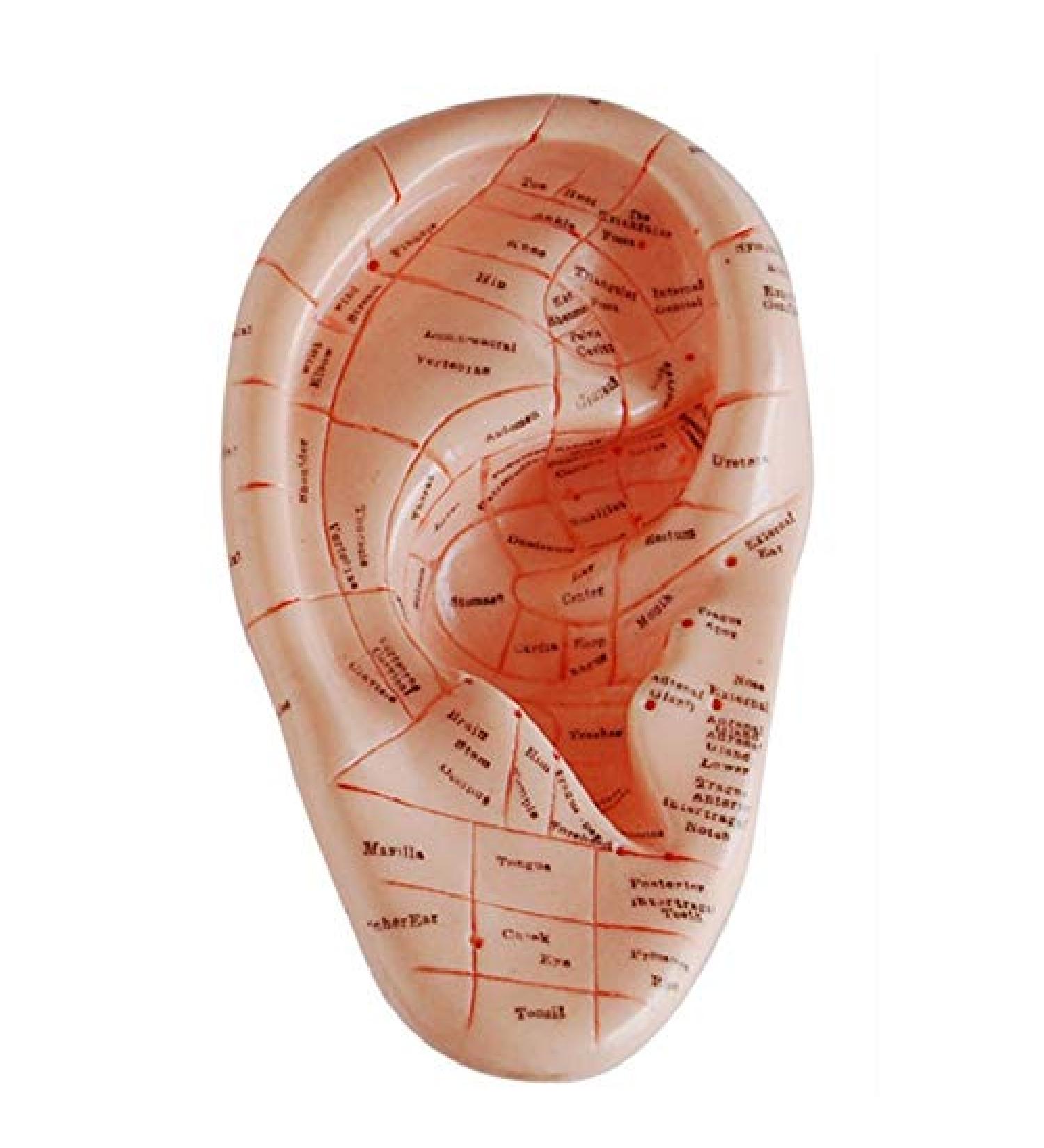 Geynutaly English Version Ear Acupuncture Earpins Model Model Auricular Application Model Ear Acupuncture Points Model - Buy Online on SooperMarket.com