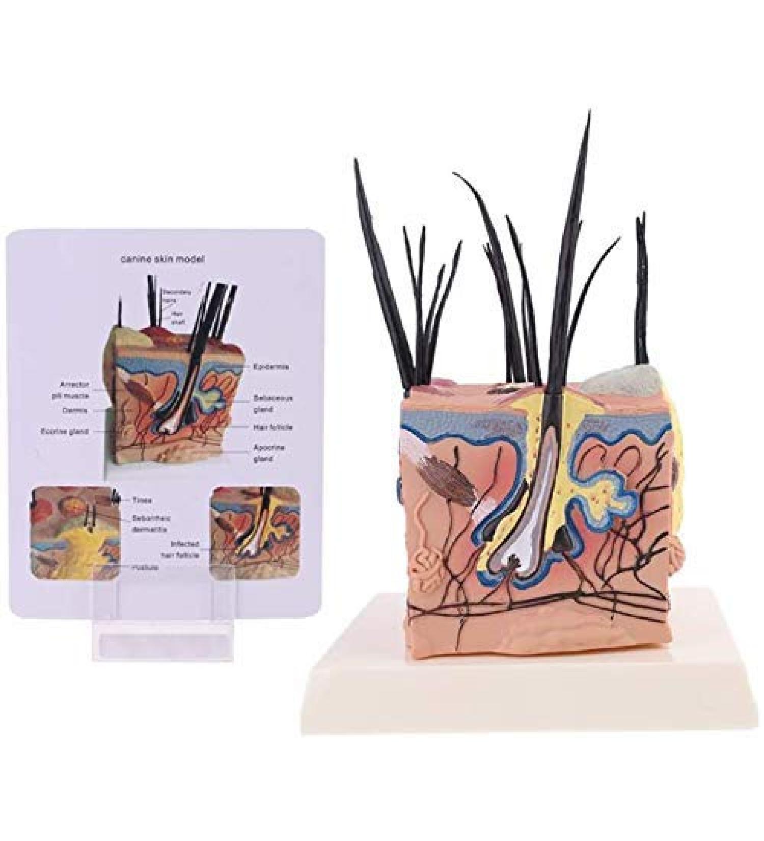 Dog Canine Skin Anatomy Anatomical Veterinary Veterinary Model Display - Buy Online on SooperMarket.com