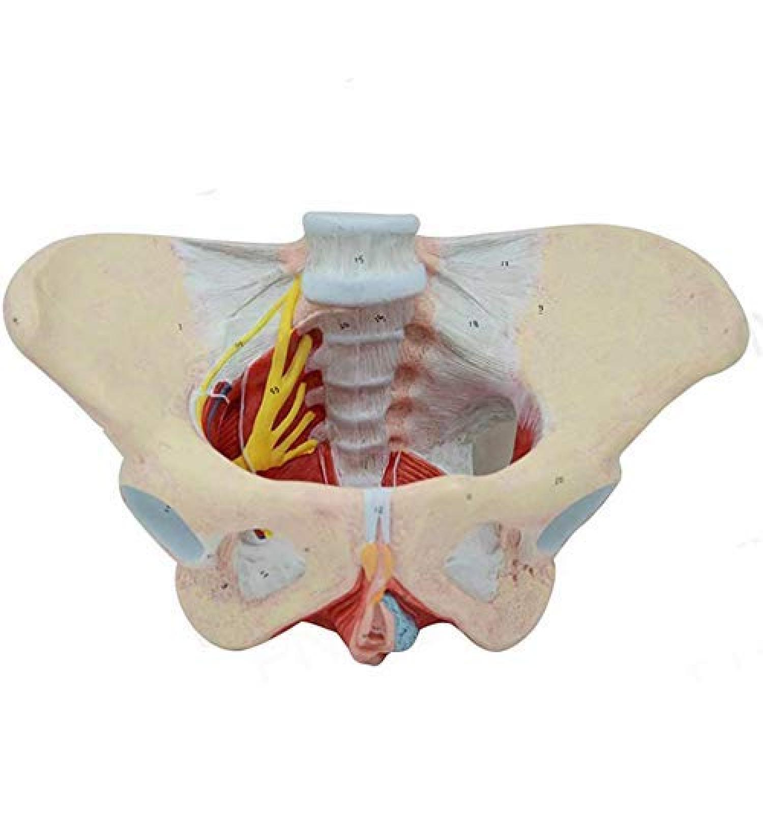Basin Muscular Template - Woman Pelvic Floor Muscle Nerve Perineal Ligament Model - Anatomical Medical Basin with Pelvian Floor Muscles and Model - Buy Online on SooperMarket.com