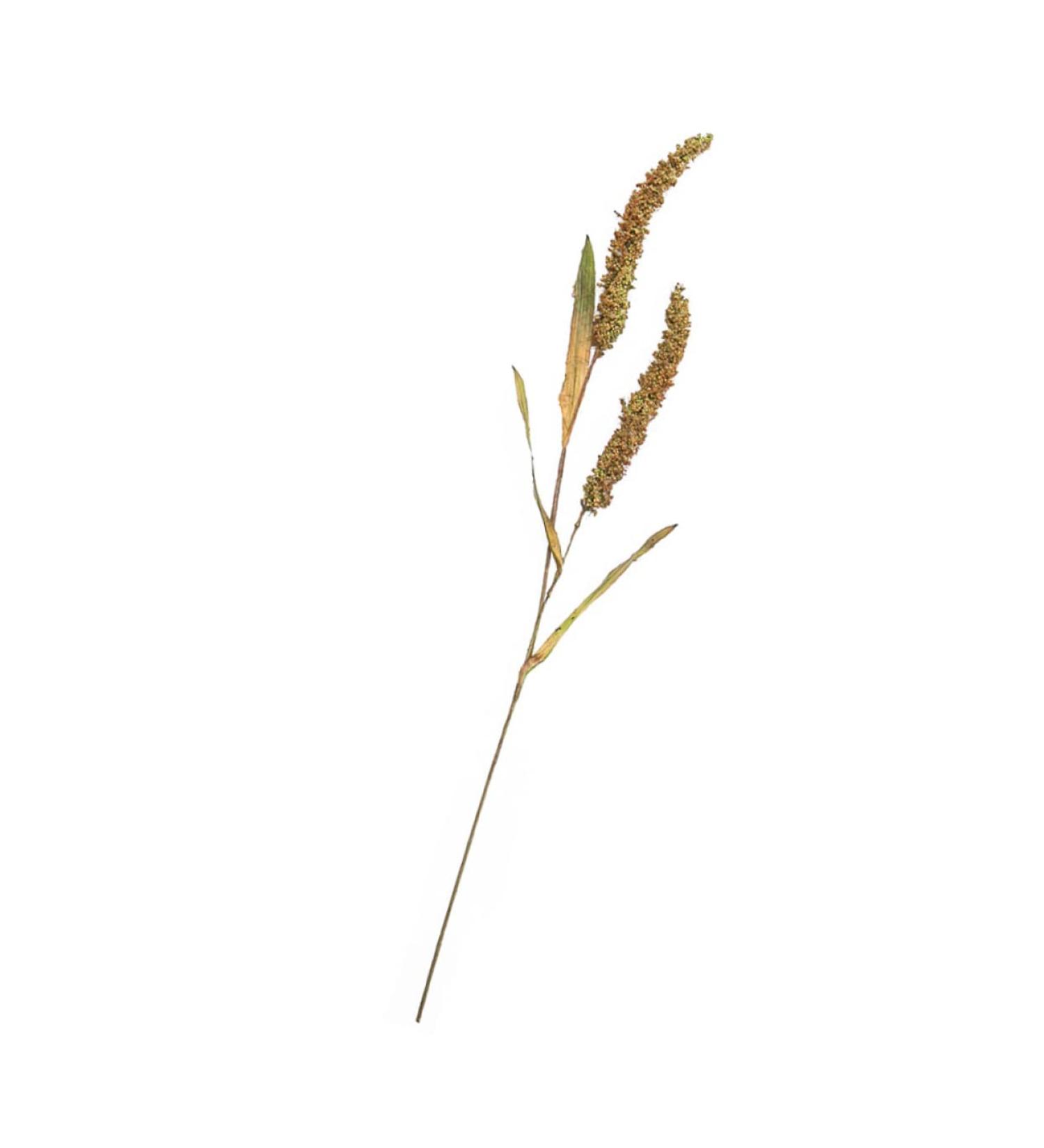 Alipis 3pcs Simulated Ears of Corn Dried Grasses Bundle Home D cor Dried Millet Home Accessories Decor Faux Plants Artificial Plant Home Decor Millet Decor Paddy Artificial Grass Iron Greenx3pcs 12X75CMx3pcs - Buy Online on SooperMarket.com