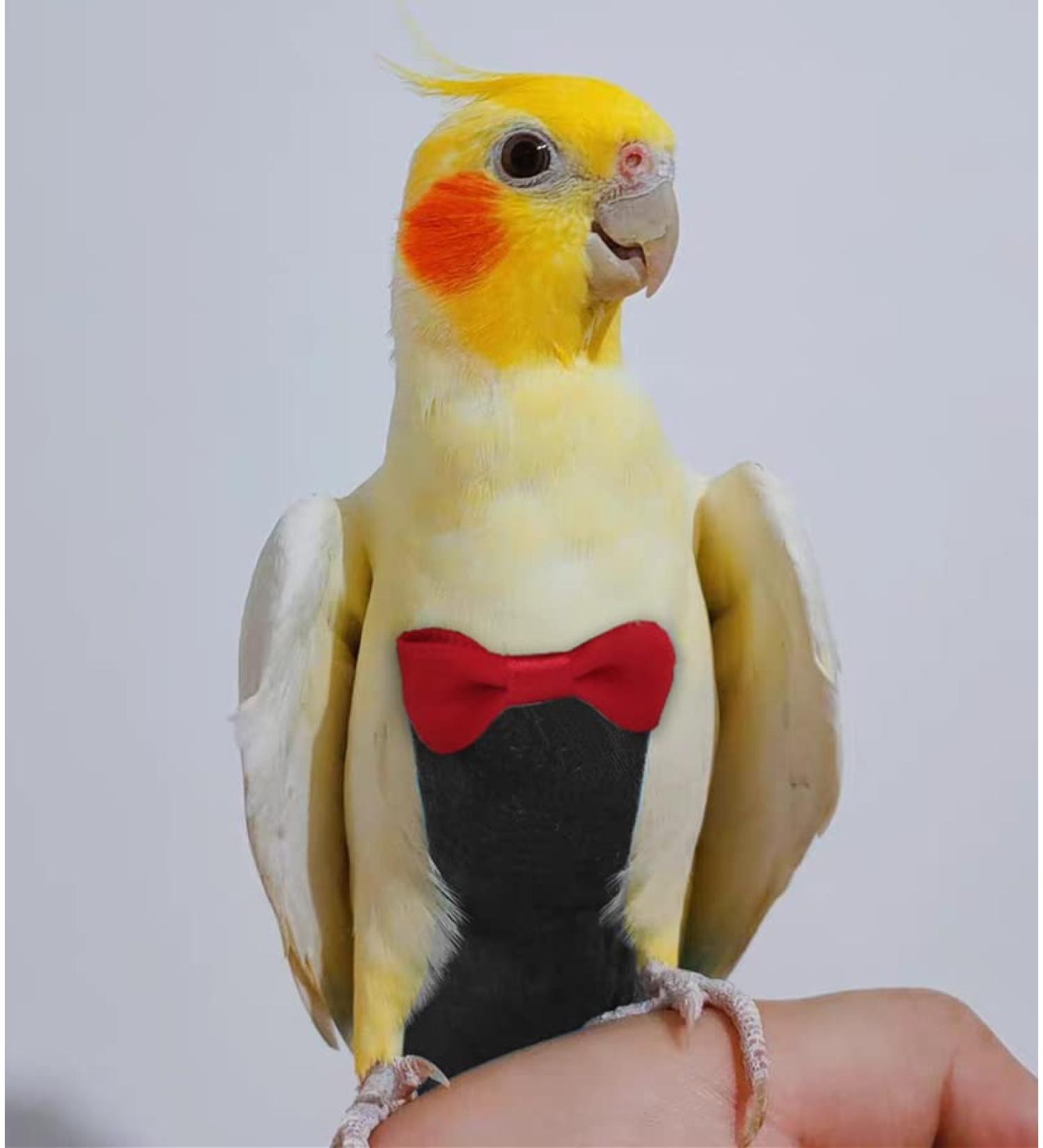 Kuso Parrot Windle Reusable Washing Diapers & Flight Suit Dress - Kimono Clothing for Small Birds (Black) | Ideal for Conures Nymphensittich Kakadu & African Aras - Buy Online on SooperMarket.com
