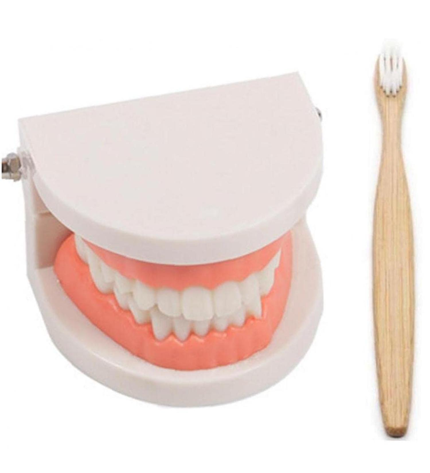 TOSSPER 1set False Tooth Mold Children Early Learning Kids Intelligence Brushing Tooth Teaching Aids Simulated Prop One Size - Buy Online on SooperMarket.com