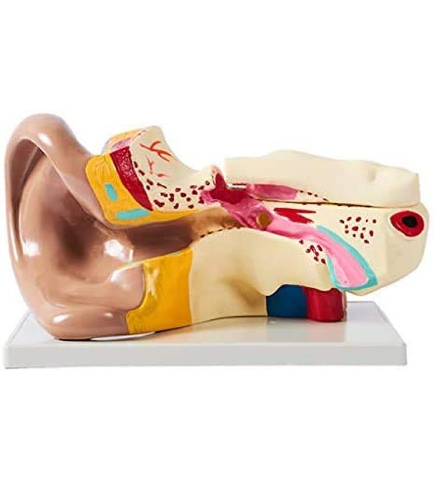 Unisex Adult Oversized Ears Model 29x17cm PVC Plastic Removable Model anatomiesystem for Medical - Buy Online on SooperMarket.com
