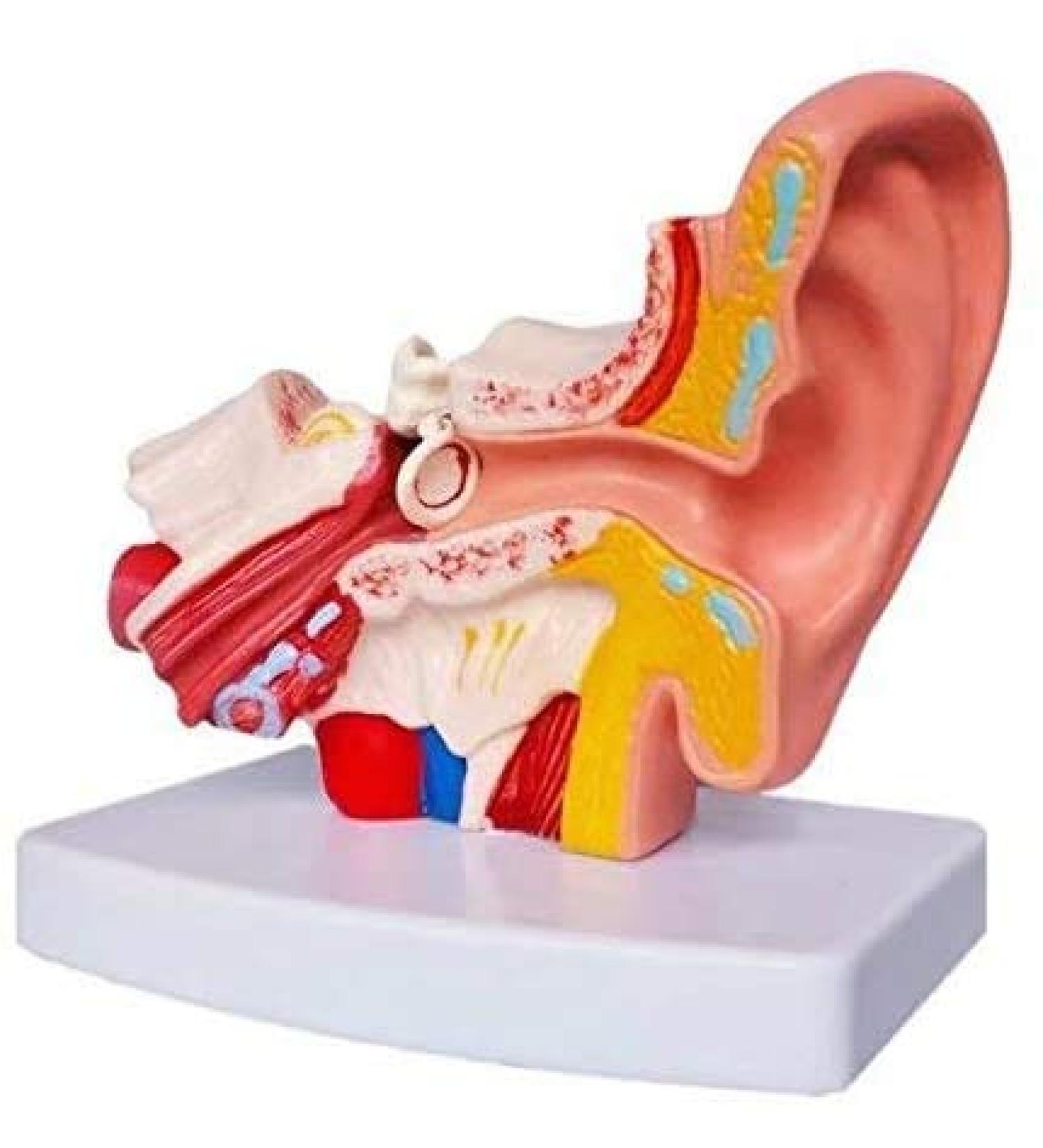 Human Anatomy Model Ear Model for Desktop 1.5 Times its Size NATU Medical Training Support - Buy Online on SooperMarket.com