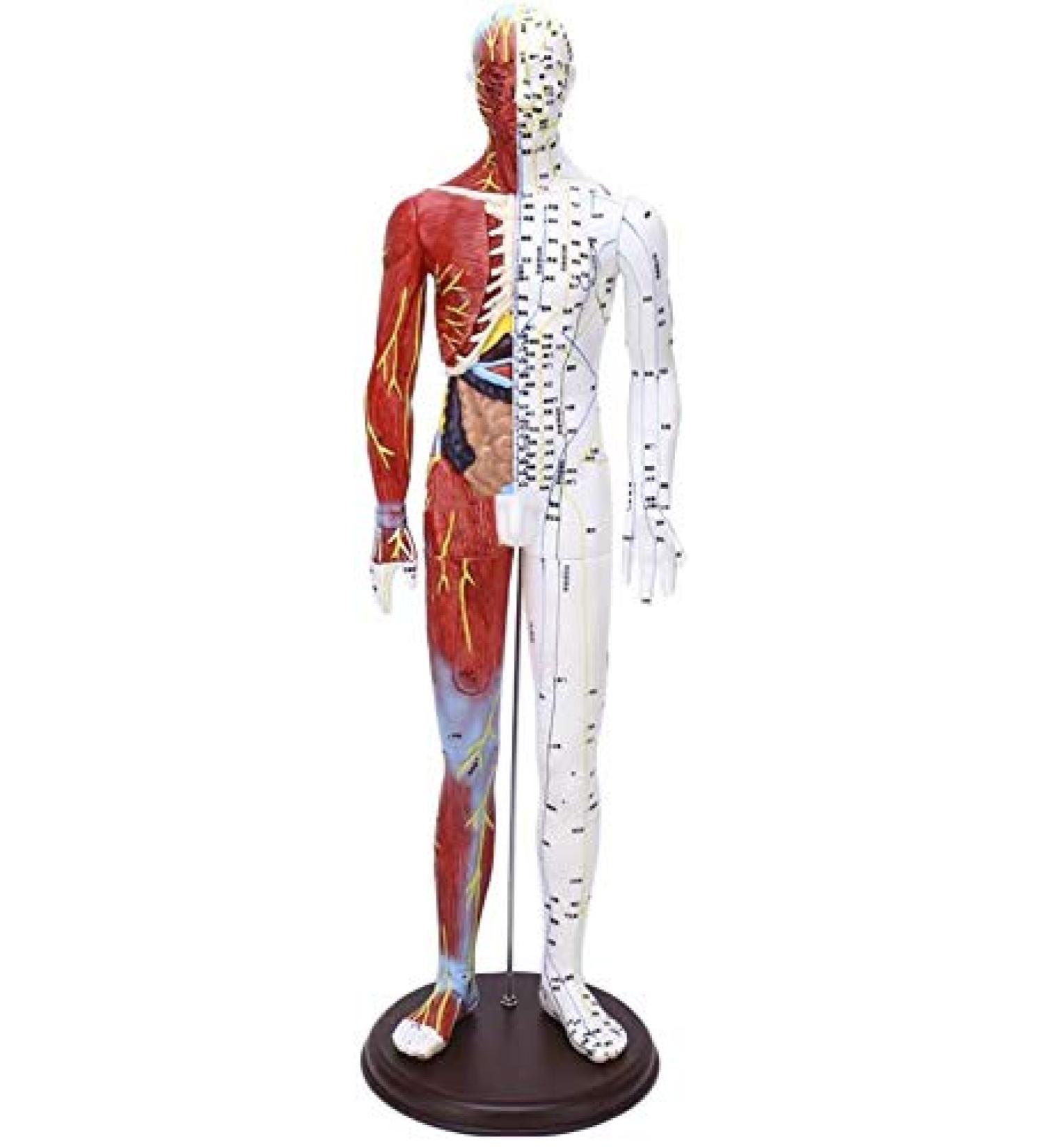 Model Anatomy Professional Medical Acupuncture Male 60 cm Super Clear Letters Media Skin Middle Muscle Model Acupoint - Buy Online on SooperMarket.com