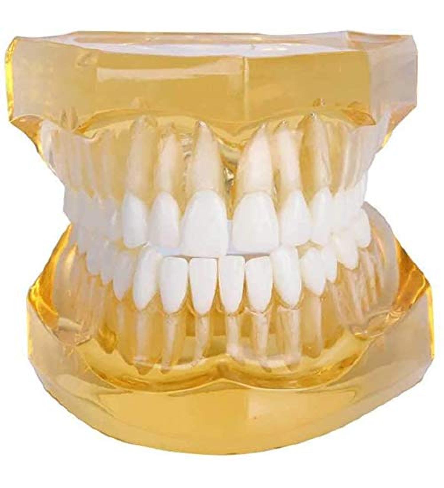 LBYLYH Adult Tooth Replica Model - Medical Dental Teaching Tool for Professionals | International Shipping - Buy Online on SooperMarket.com