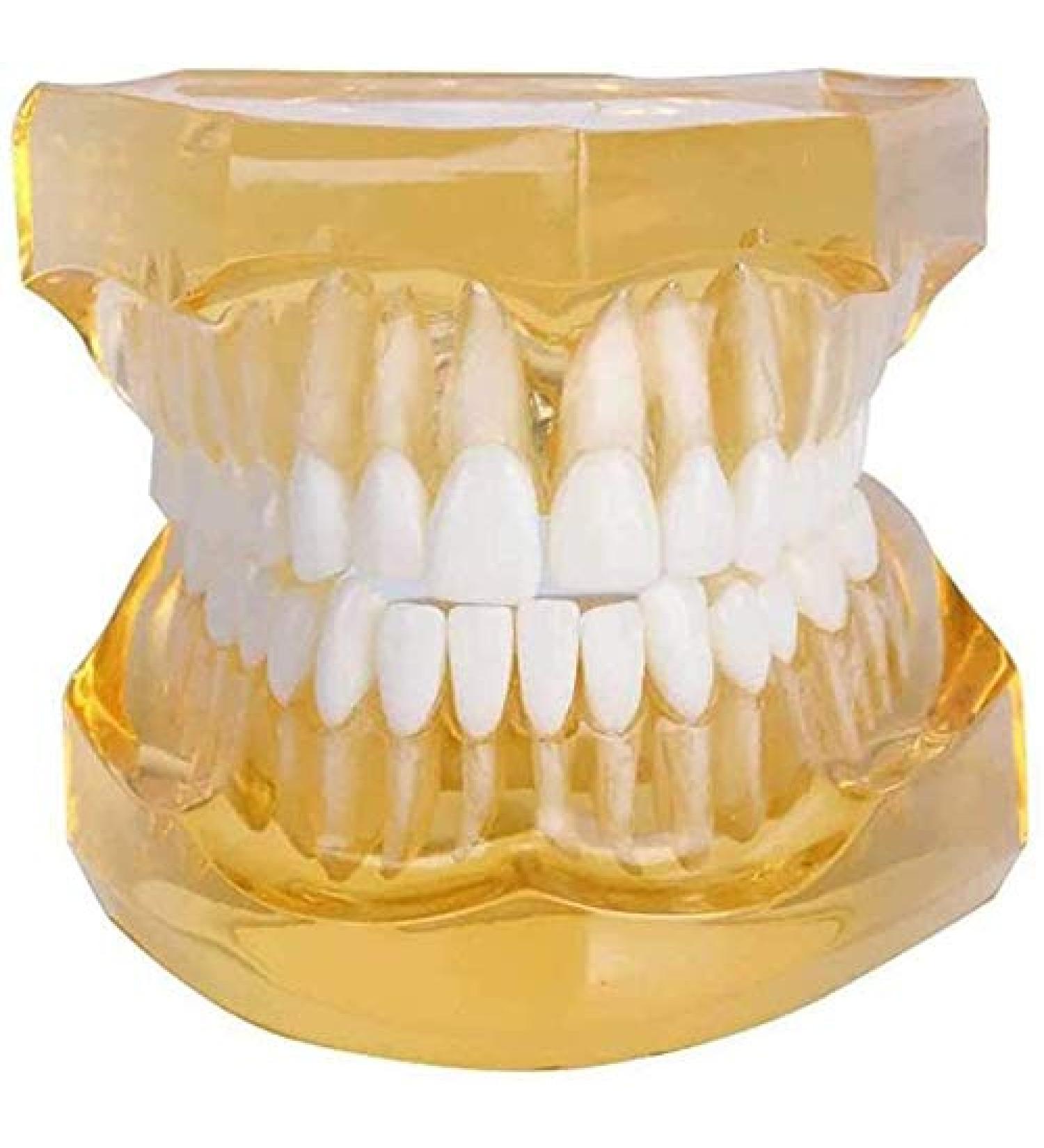 LBYLYH Adult Tooth Replica Model - Medical Dental Teaching Tool for Professionals - International Shipping Available - Buy Online on SooperMarket.com