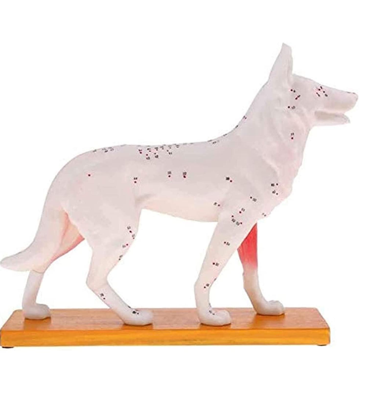 Nicfaky Anatomical Dog Model Acupuncture Anatomy Acupuncture Point Model of the Dog Body with 72 Acupuncture Points Study Model - Buy Online on SooperMarket.com