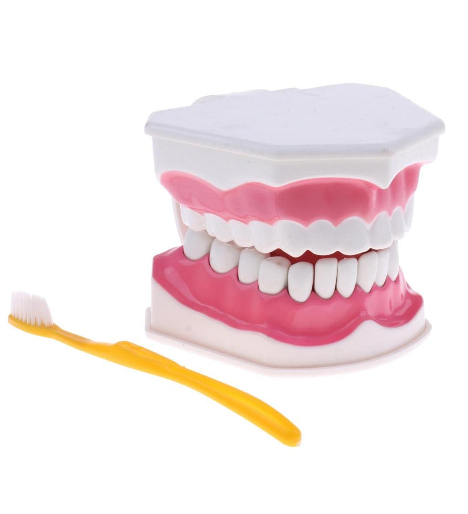F Fityle 2X Magnification Model Teeth - Removable PVC for Dental Education | International Shipping Available - Buy Online on SooperMarket.com