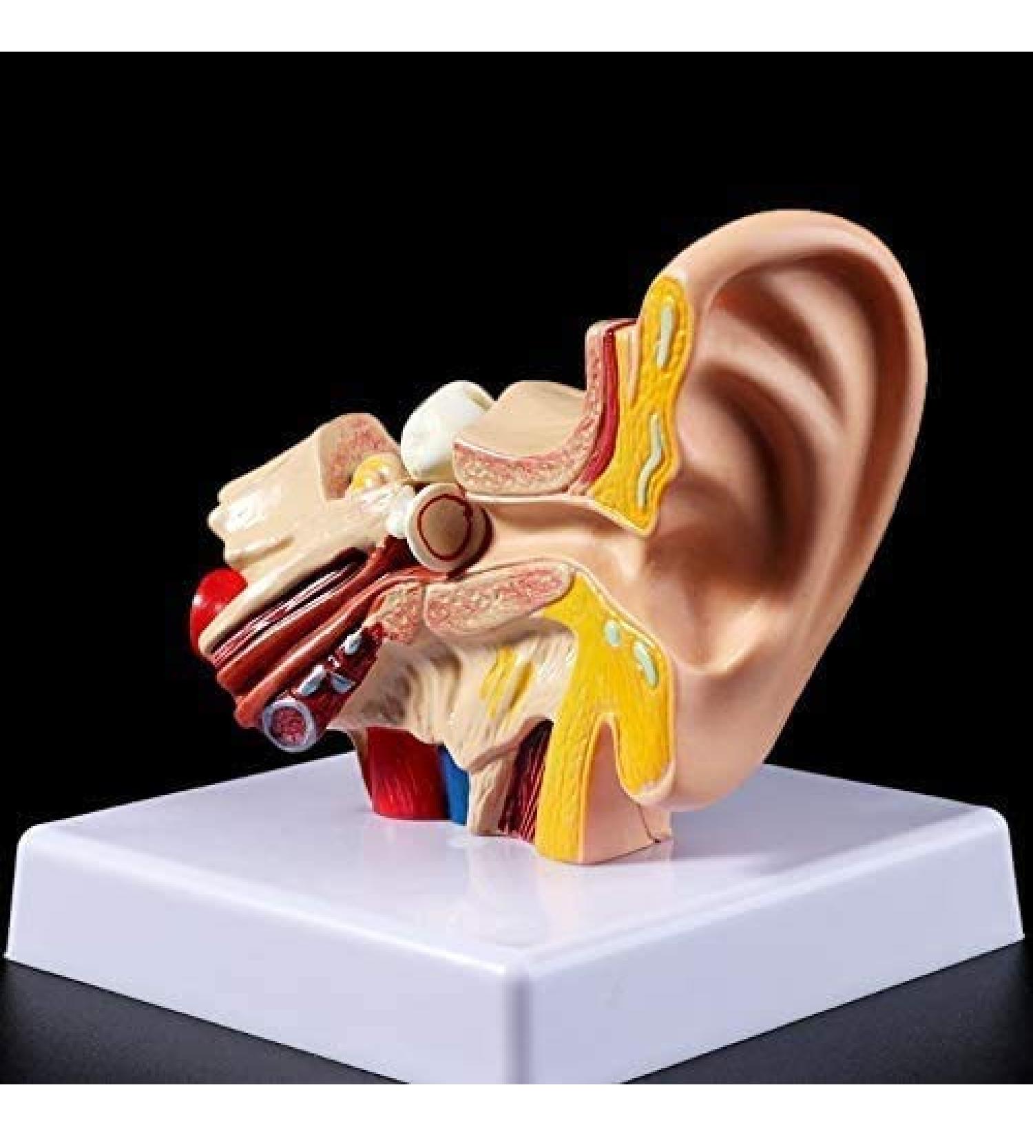 Desk Model Human Anatomy Ear 1.5-fold Size Model of Medical PVC Plastic - Buy Online on SooperMarket.com