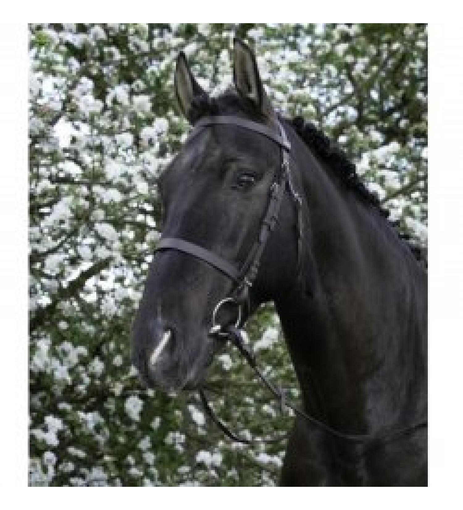 Riving World Bridon French noseband yellow brown horse