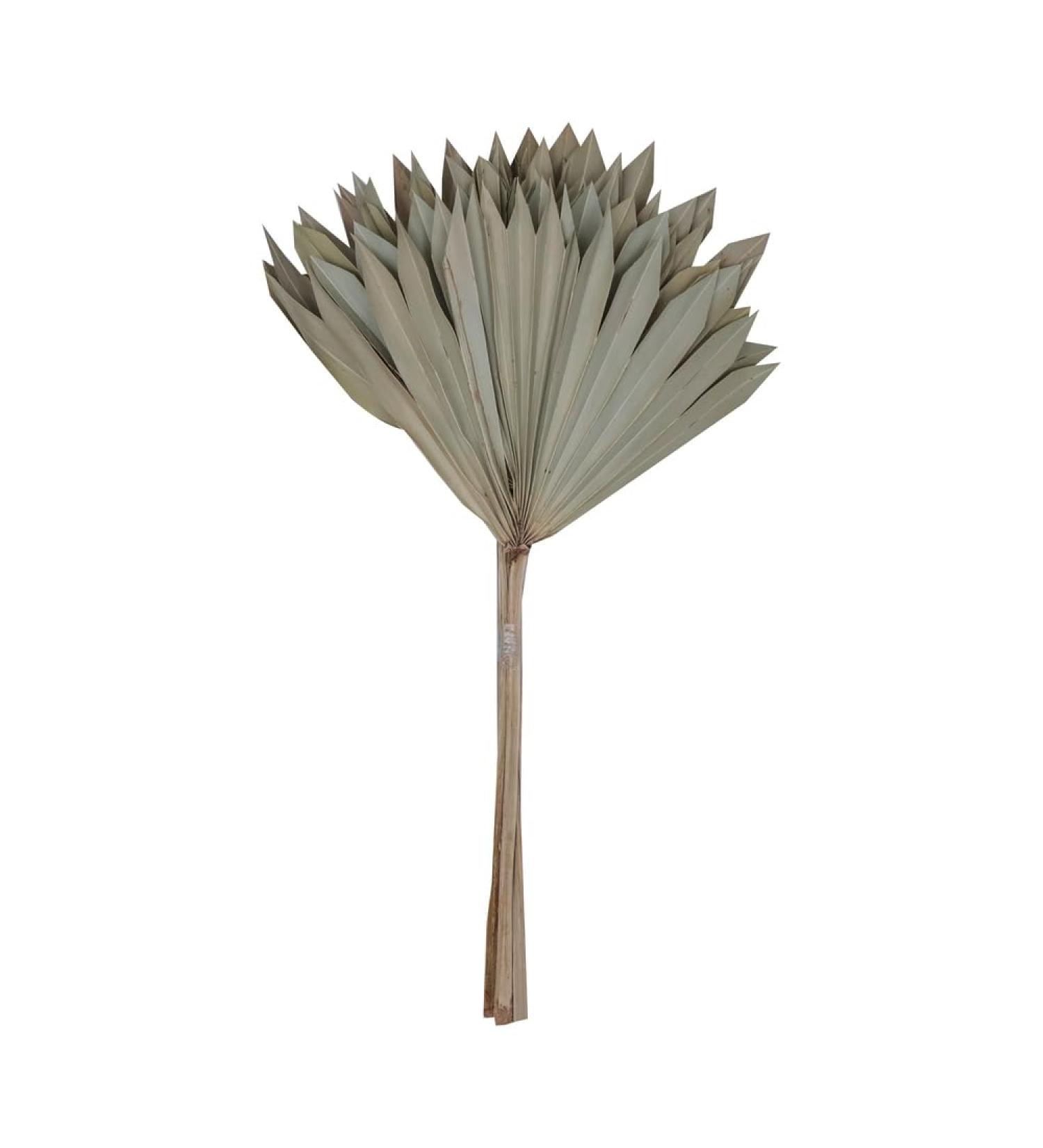 Vickerman Natural Botanicals 20" Natural Palm Sun Stem Real Preserved Foliage Stems Includes 12 Stems Per Pack - Buy Online on SooperMarket.com