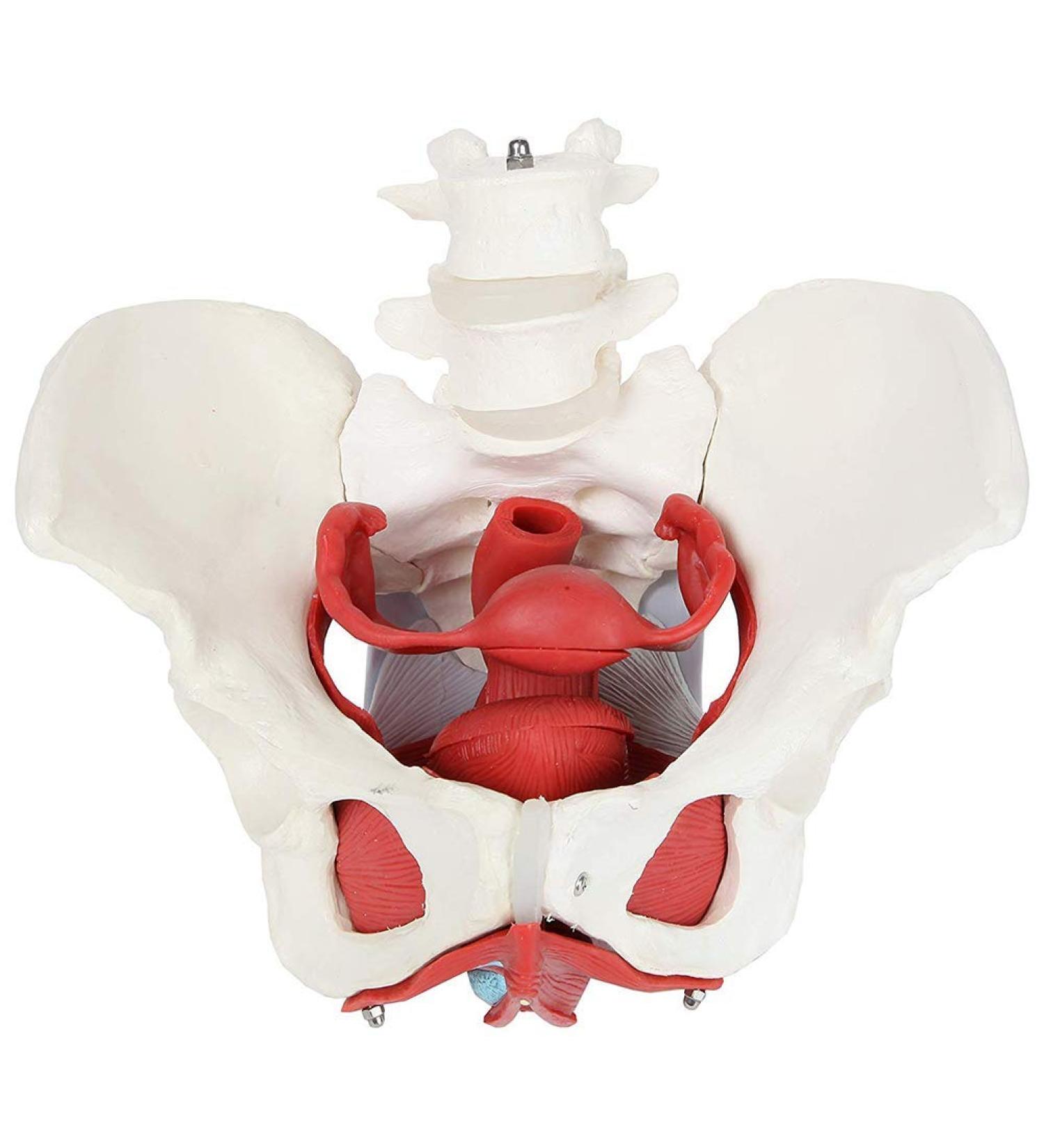 Female Bassin Human Basin Model with Pelvic Floor Muscle Model Ornament - Buy Online on SooperMarket.com