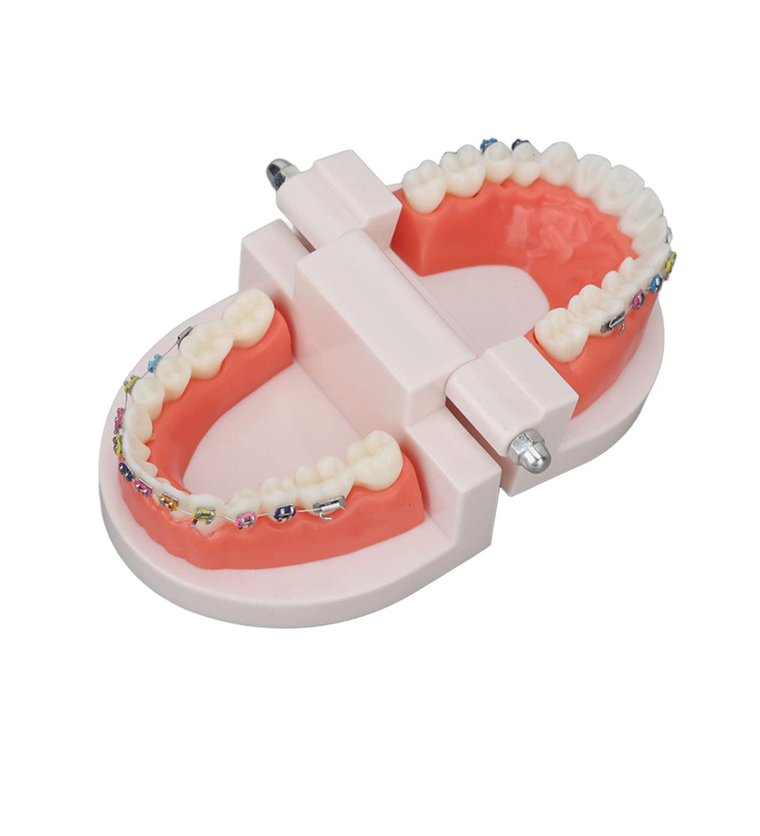 Buy Typodont & Demonstration Tooth Model | Educational Dental Training Tools for Labs - Buy Online on SooperMarket.com