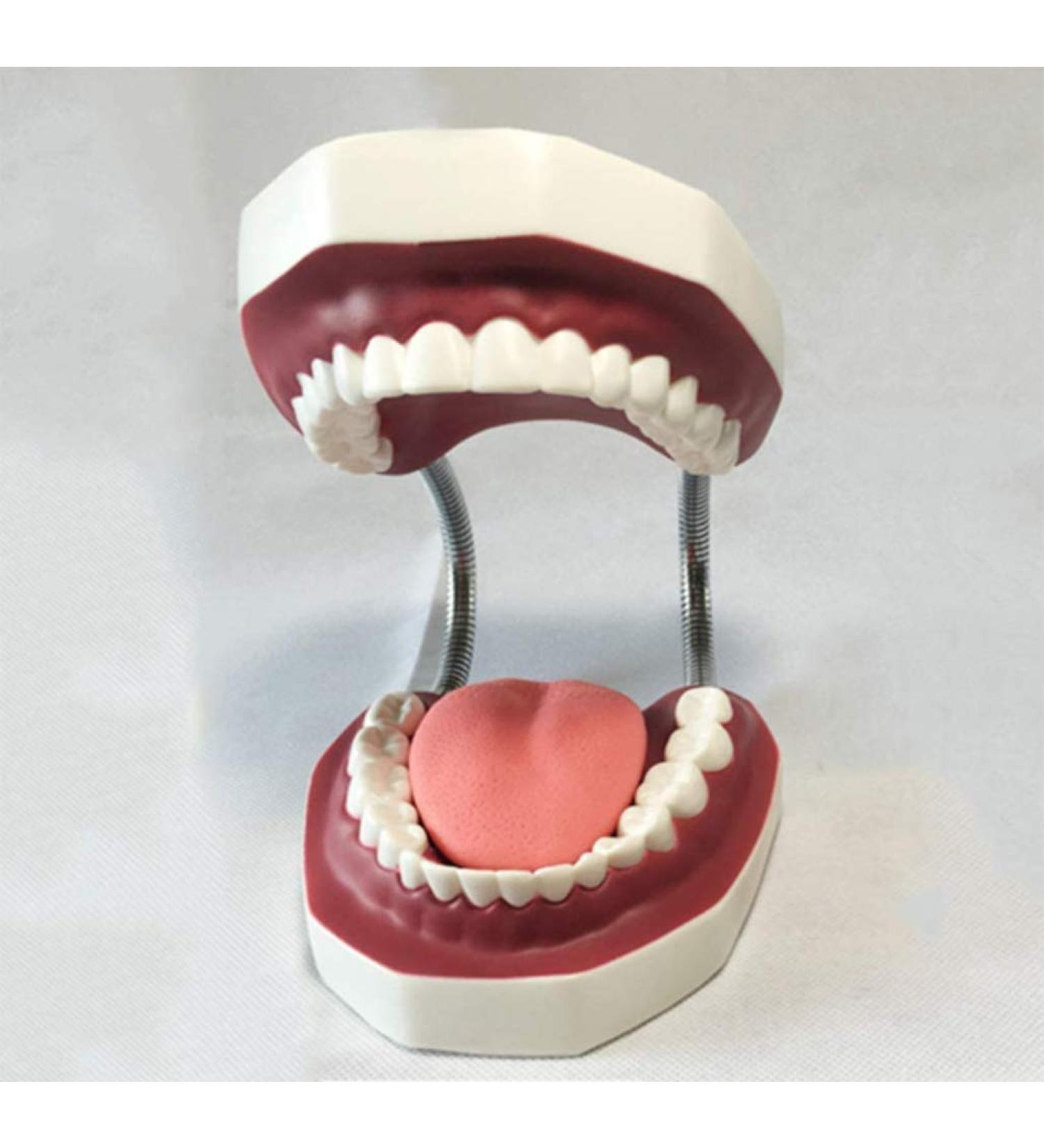 LBYYH Life-Size Dental Teeth Model for Kids - Standard Adult Demonstration Tooth for Early Oral Education & Brushing Practice - Buy Online on SooperMarket.com
