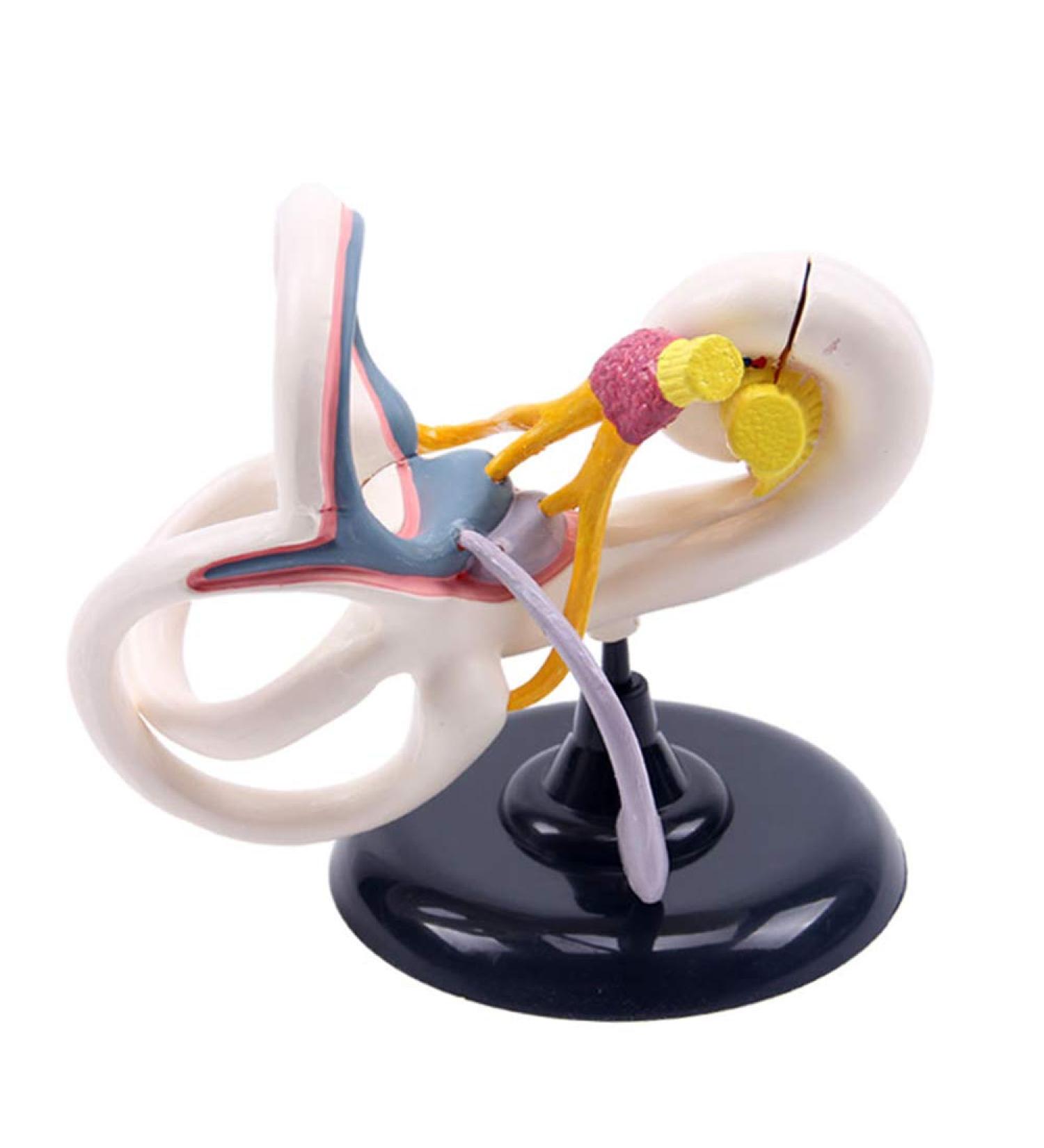 Professional Desktop Ear Joint Simulation Model Human Ear Labyrinth Model Medical Educational Training Aid - Buy Online on SooperMarket.com