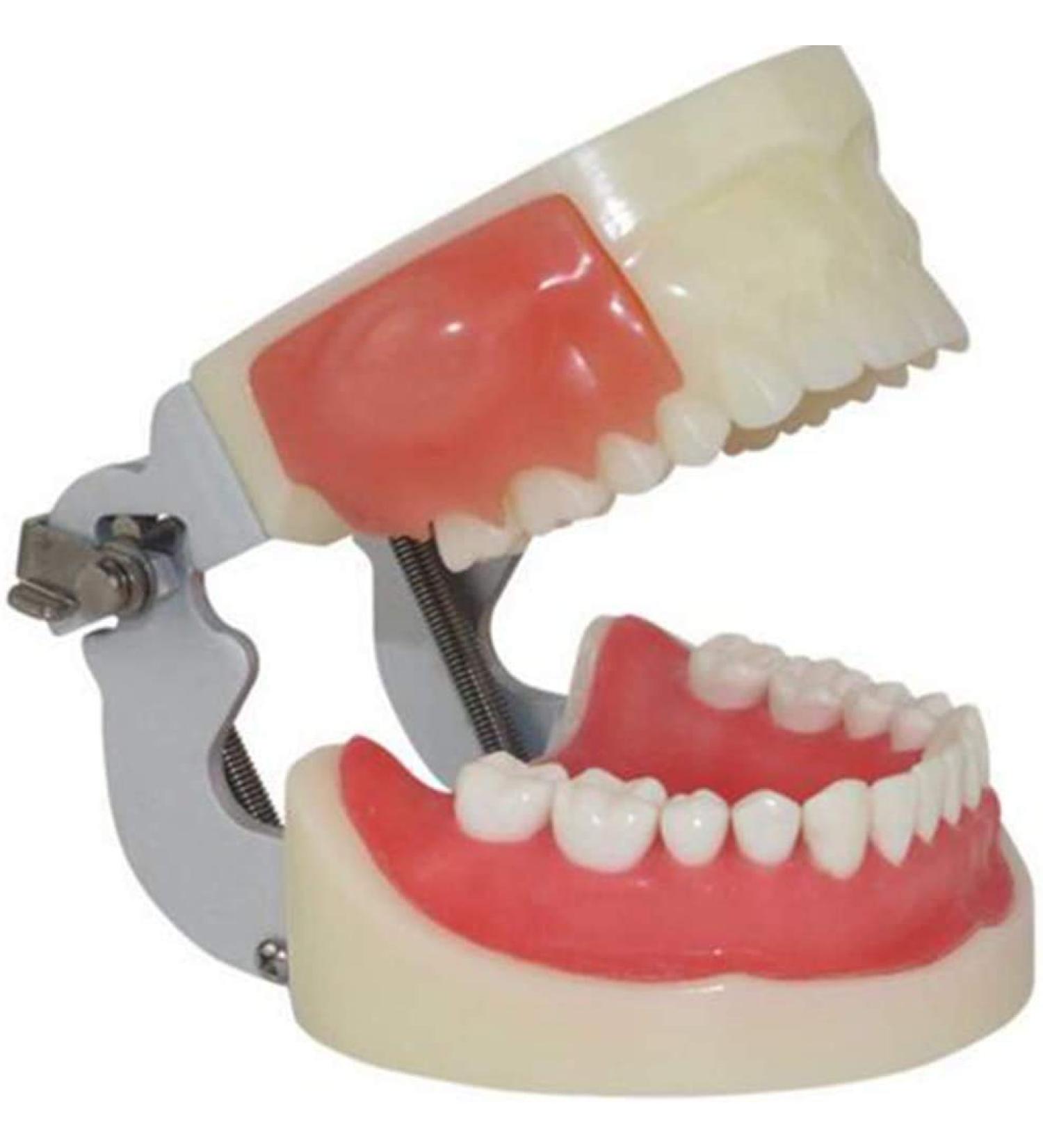Professional Dental Model for Incision & Drainage of Abscess - Ideal for Students & Educators | International Shipping - Buy Online on SooperMarket.com