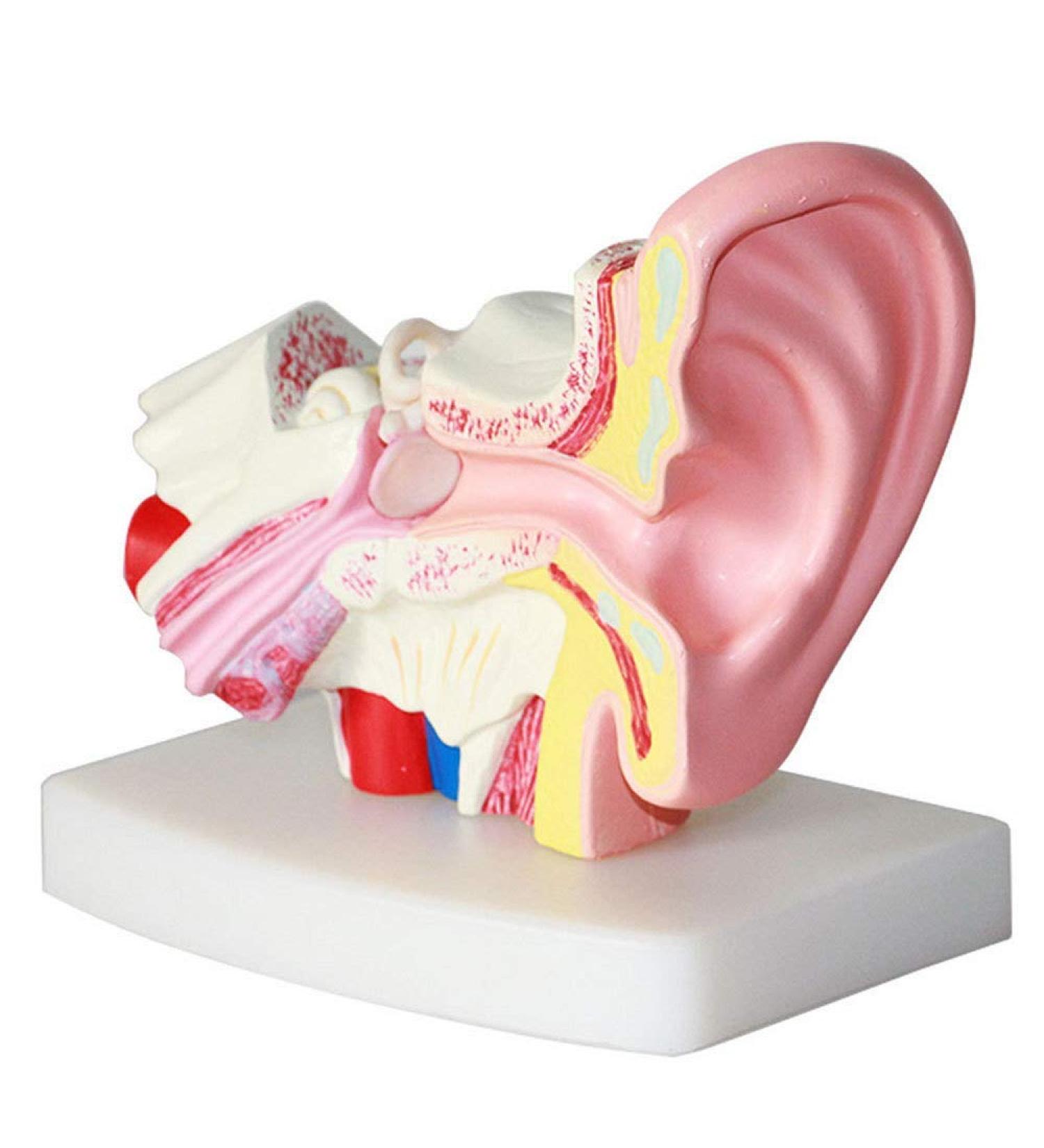 Ear Model Human Ear Anatomeme Model 1.5 Fold Magnification Model Suitable for Medical - Buy Online on SooperMarket.com