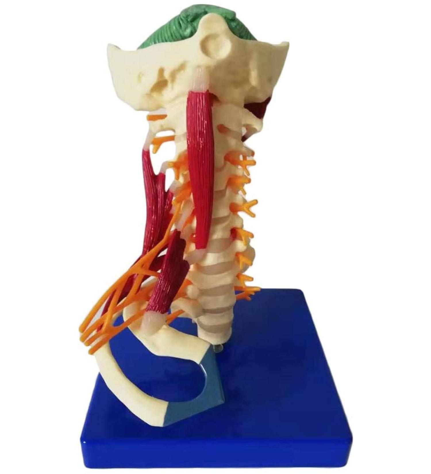 LifeSize Cervical Vertebra Template - Model of Human Being with Nerves Cerebral Trunk Occipital Bone Armpit - Buy Online on SooperMarket.com