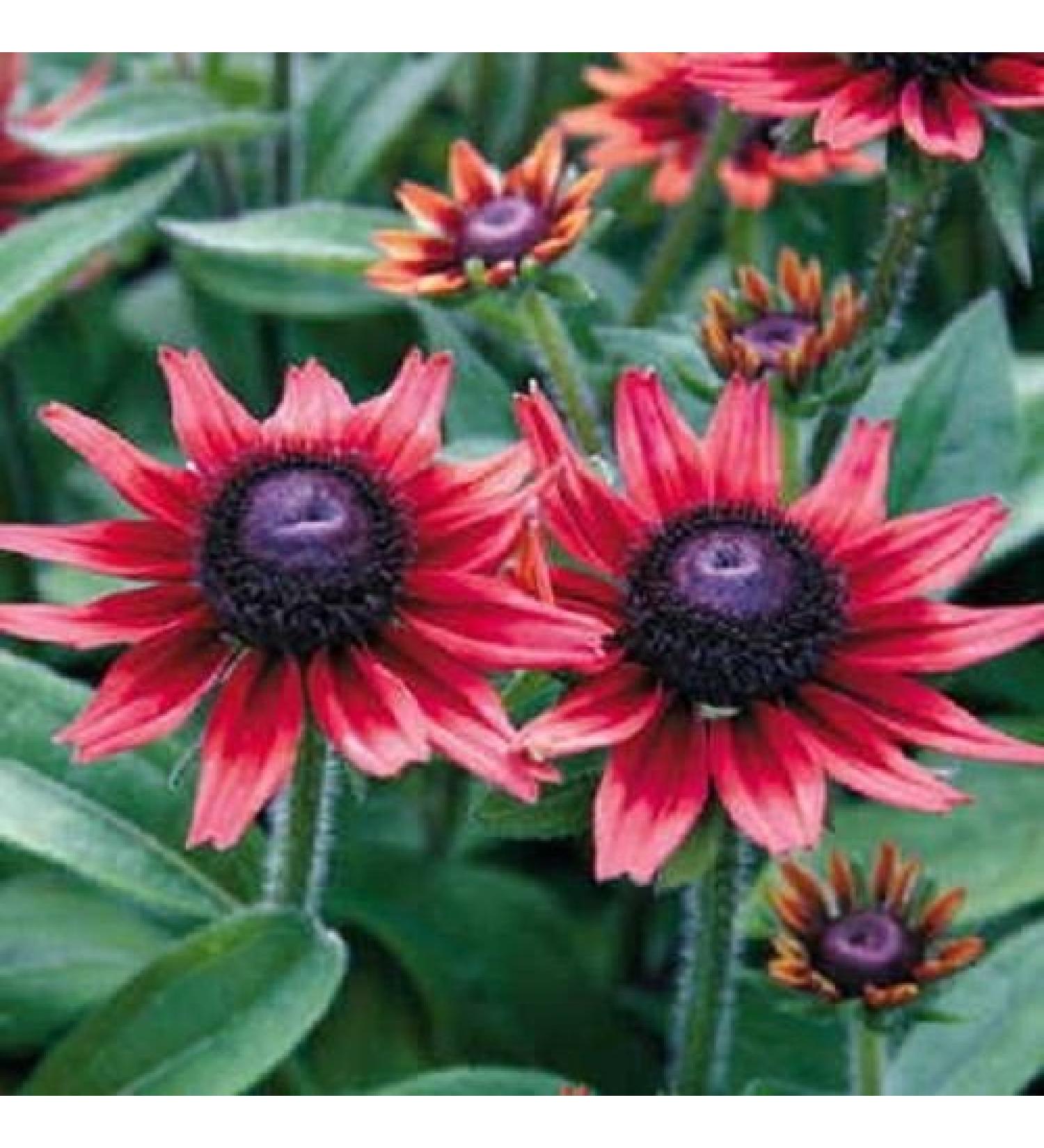 Semi 50 Semi di Cherry Brandy Rudbeckia Fiore"perenne"