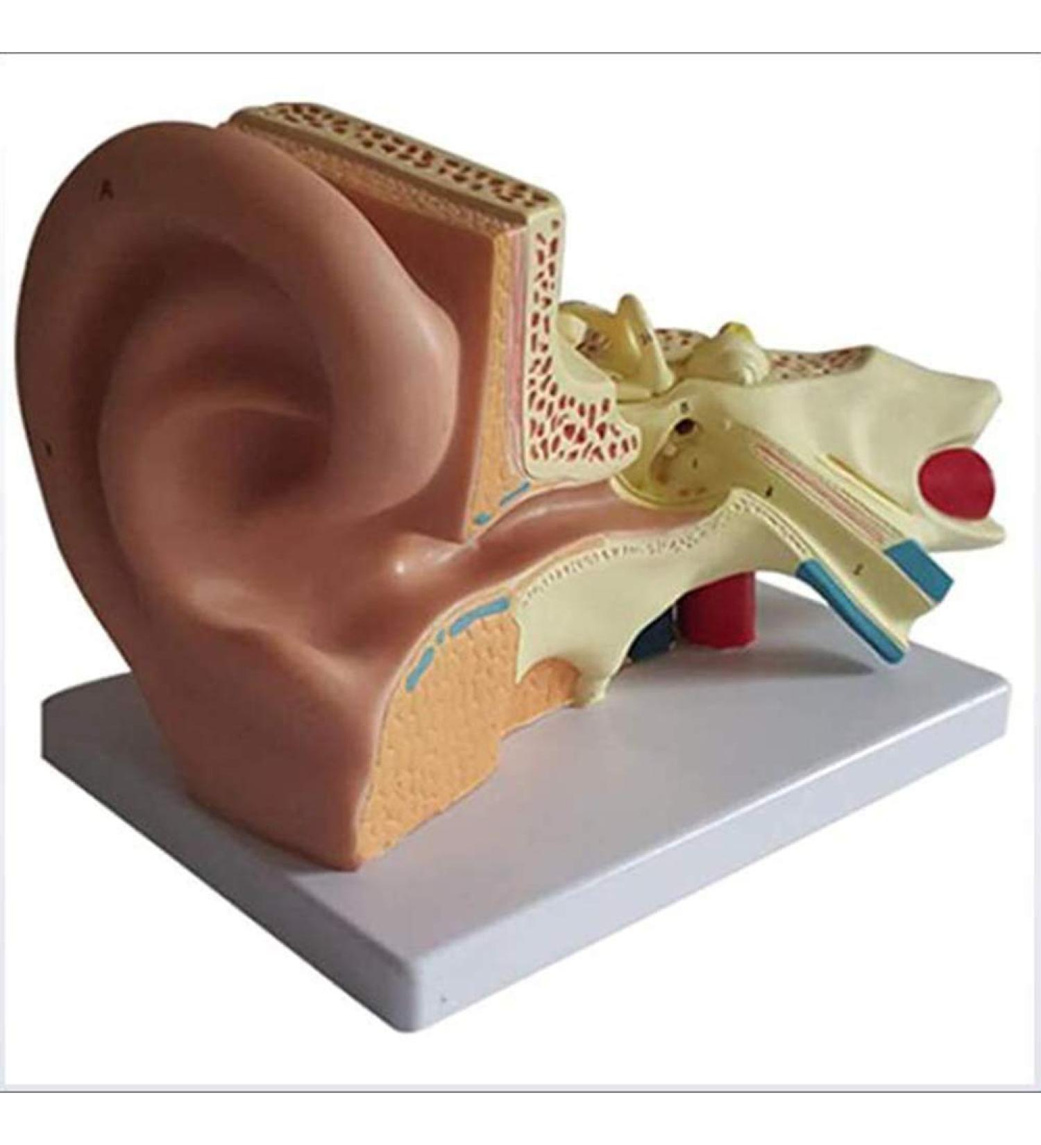 Model of Human Ear Anatomy Removable Medical Teaching Aids Model The Ear Anatomy of The Inner Ear Hearing Teaching Demonstration - Buy Online on SooperMarket.com