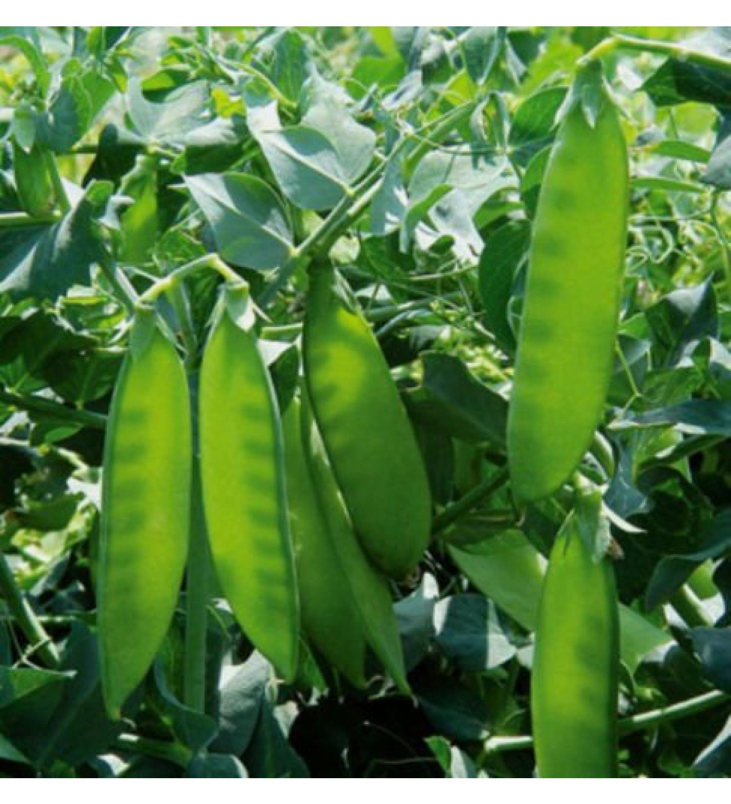 Mammut DI FUSIONE Sugar Pea! BUON Gusto! 50 semi! MANGIARE IL POD INTERO!