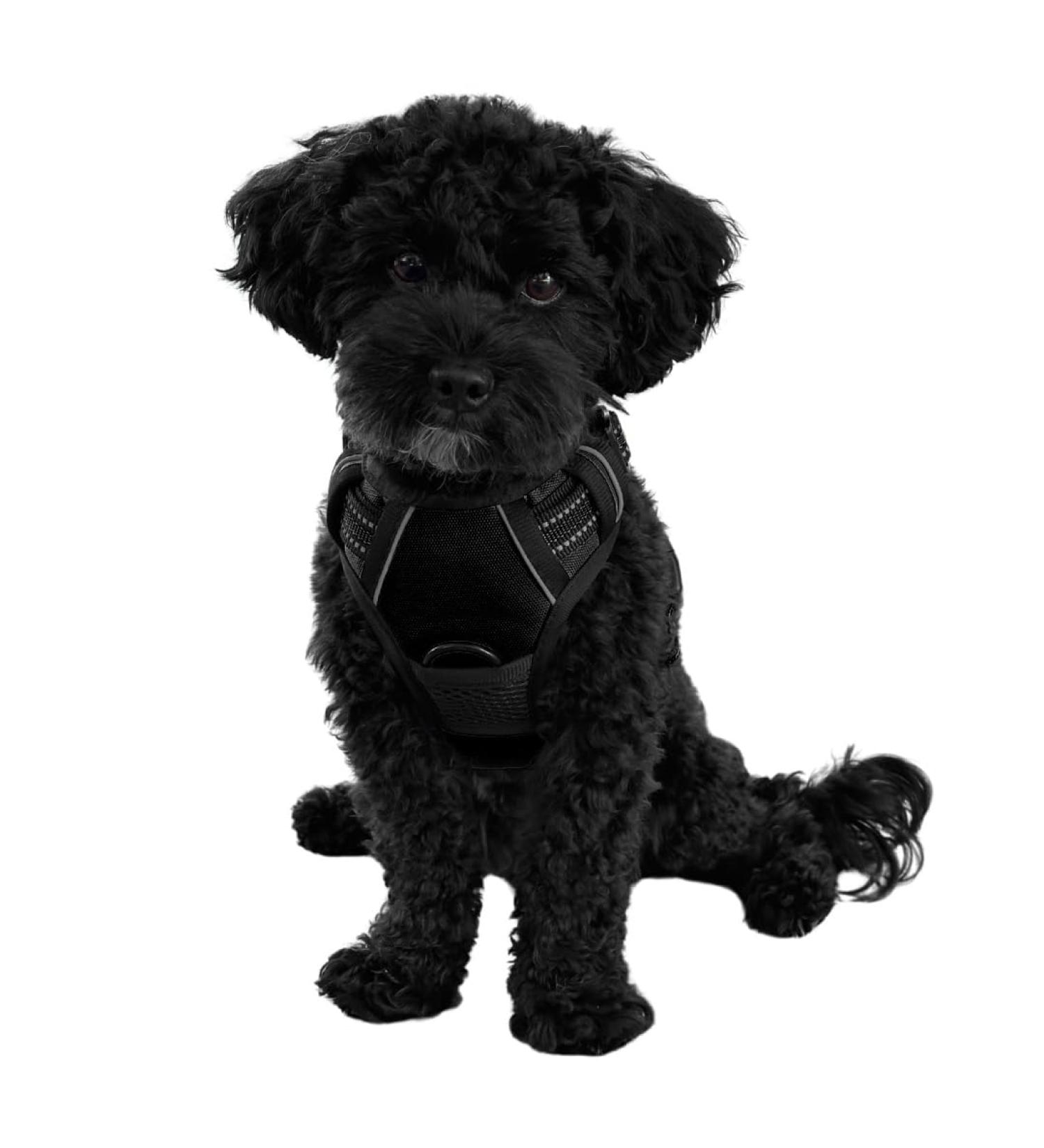 Reflective Dog Harness for Small & Medium Dogs - Nylon Breathable Mesh - Ideal for Training Puppies - Size M (Black) - Buy Online on SooperMarket.com