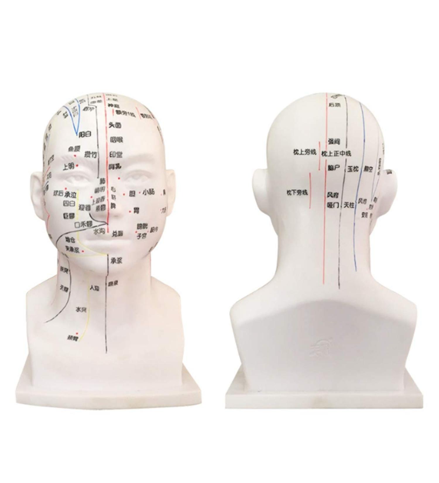 30 cm acupoint Head Model in The Medical Body Meridian Teaching Diagram Acupuncture Multi-Functional Head Model Room - Buy Online on SooperMarket.com