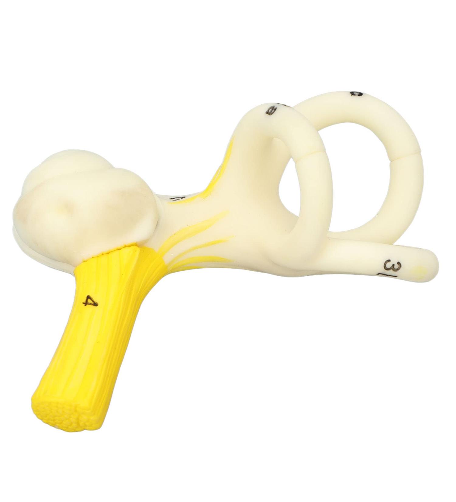Highly Detailed Inner Ear Labyrinth Model - 5X Magnification PVC Semicircular Canal - Ideal for Teaching and Education - Buy Online on SooperMarket.com