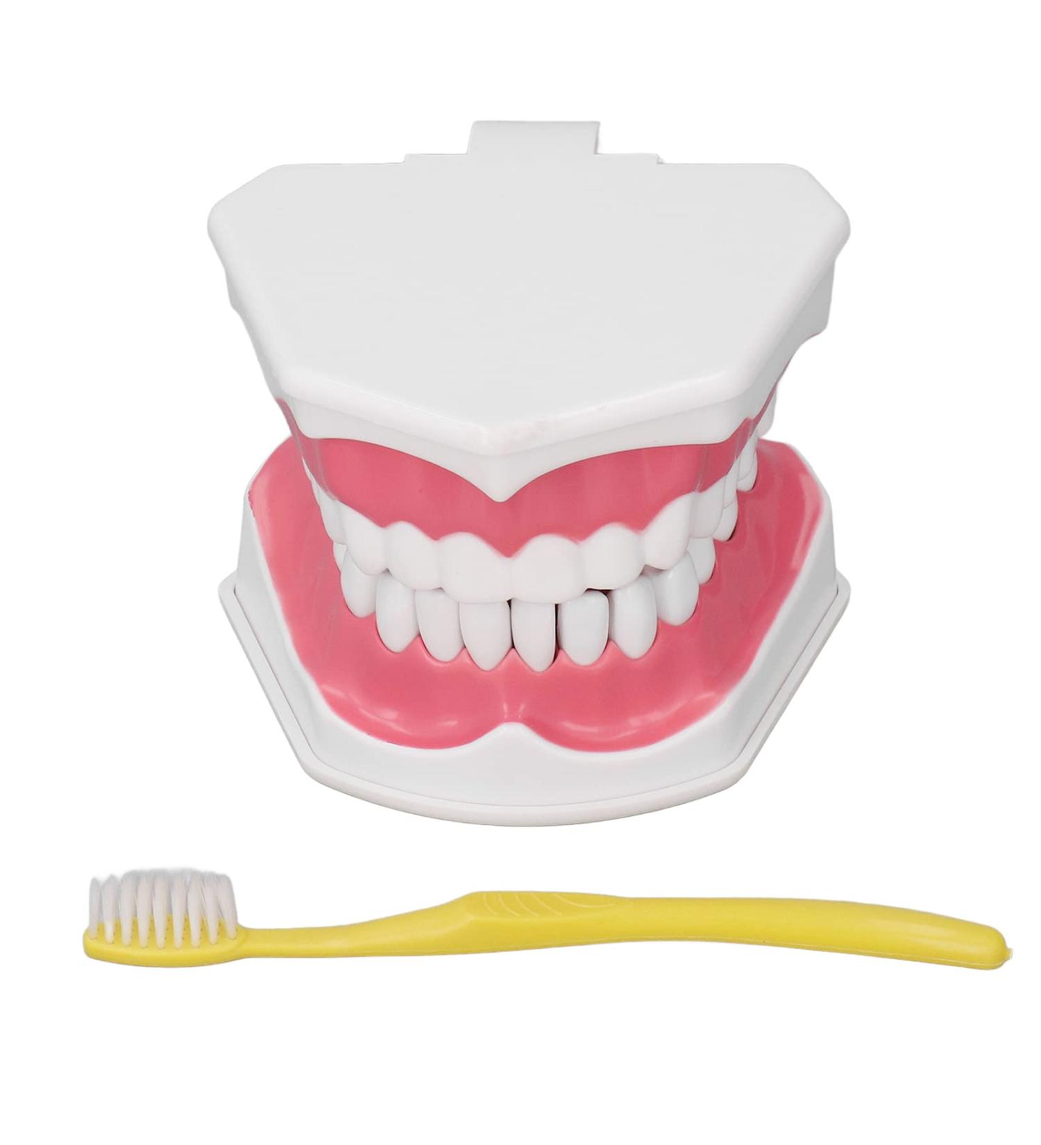 Teeth Model Toothbrushes - Dental Teaching Tool Kit | 120 Open & Clear View for Effective Learning - Buy Online on SooperMarket.com