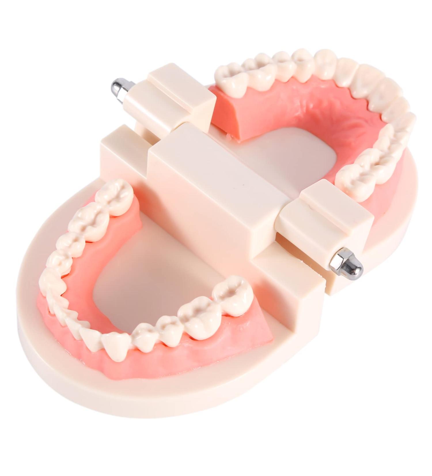 Standard-Tech 1-Part PVC Dental Apprenticeship Model - Ideal for Tooth Brushing Demonstration & Teaching - Buy Online on SooperMarket.com